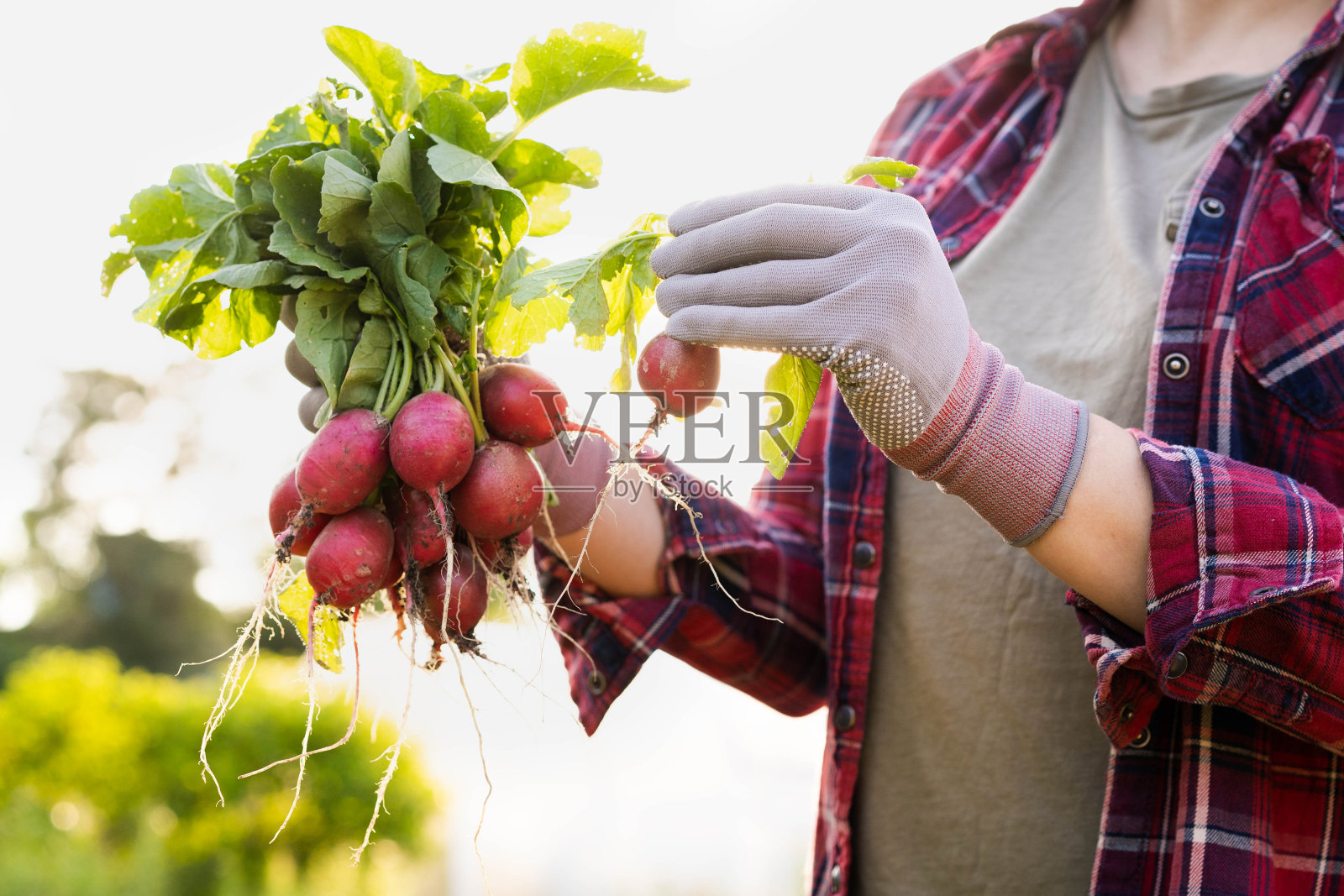 特写，有机新鲜蔬菜。农夫手里拿着一个新鲜的萝卜。当地食物。照片摄影图片