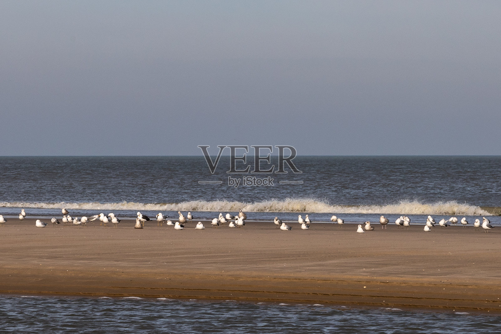 一群海鸥站在靠近水线的海滩上照片摄影图片