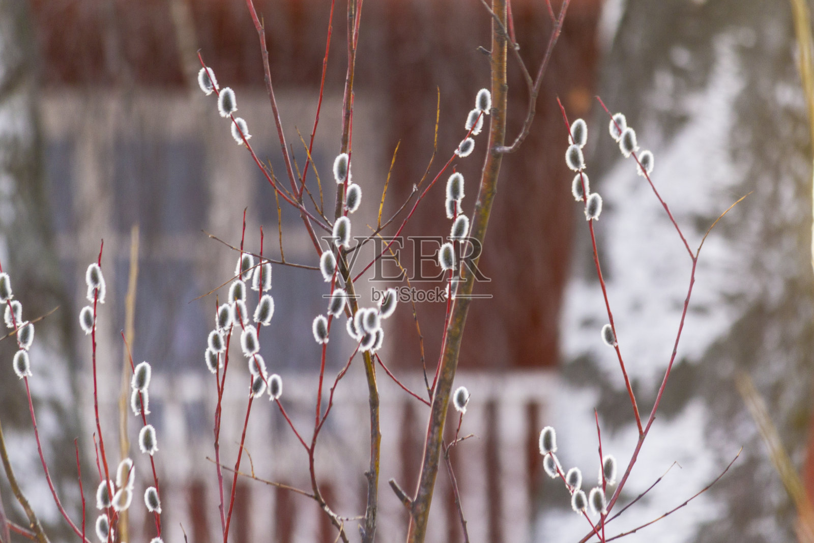 柳枝与柳絮对着木屋和桦树照片摄影图片