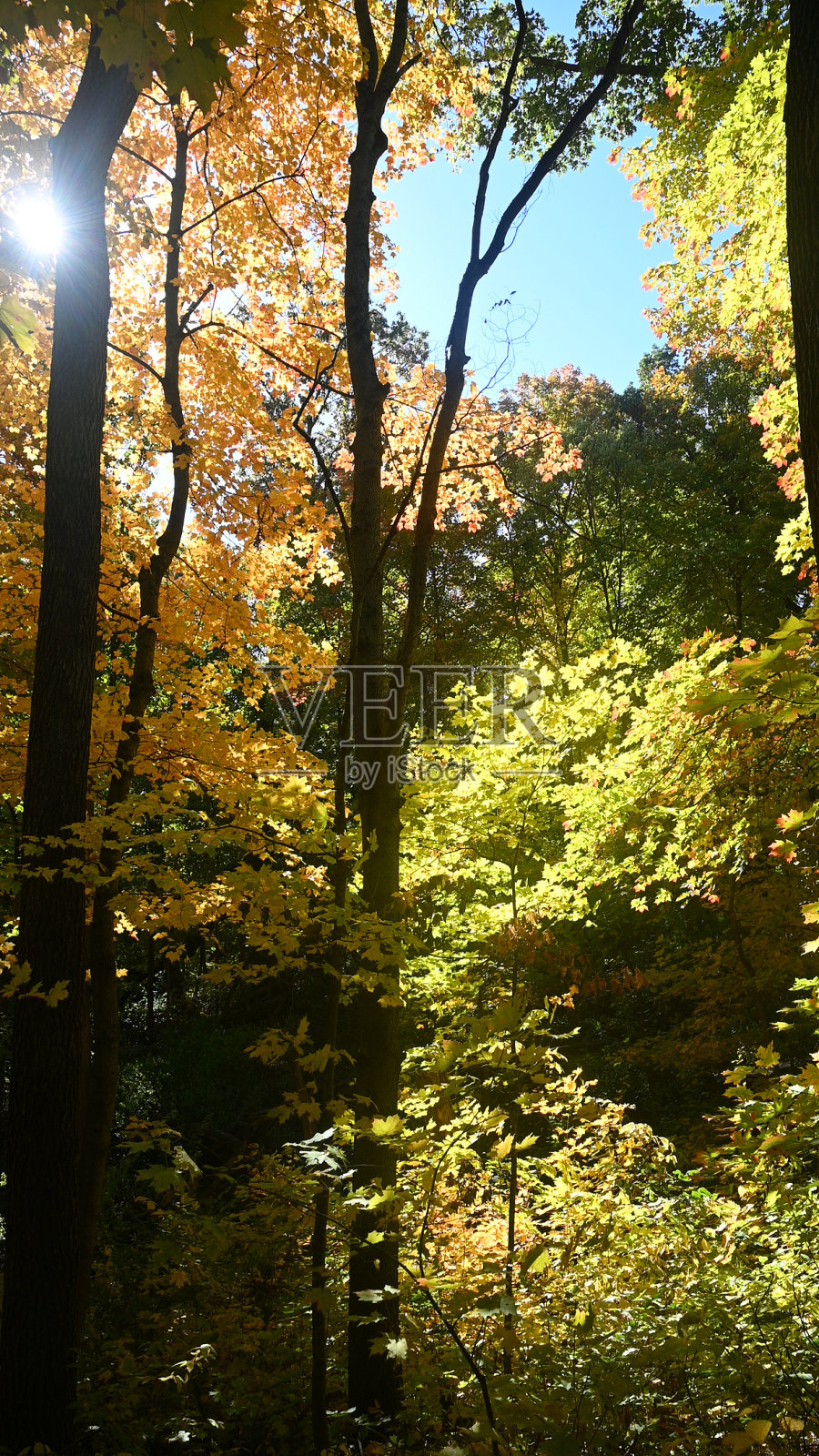 秋天的叶子，爱荷华州，2023年照片摄影图片