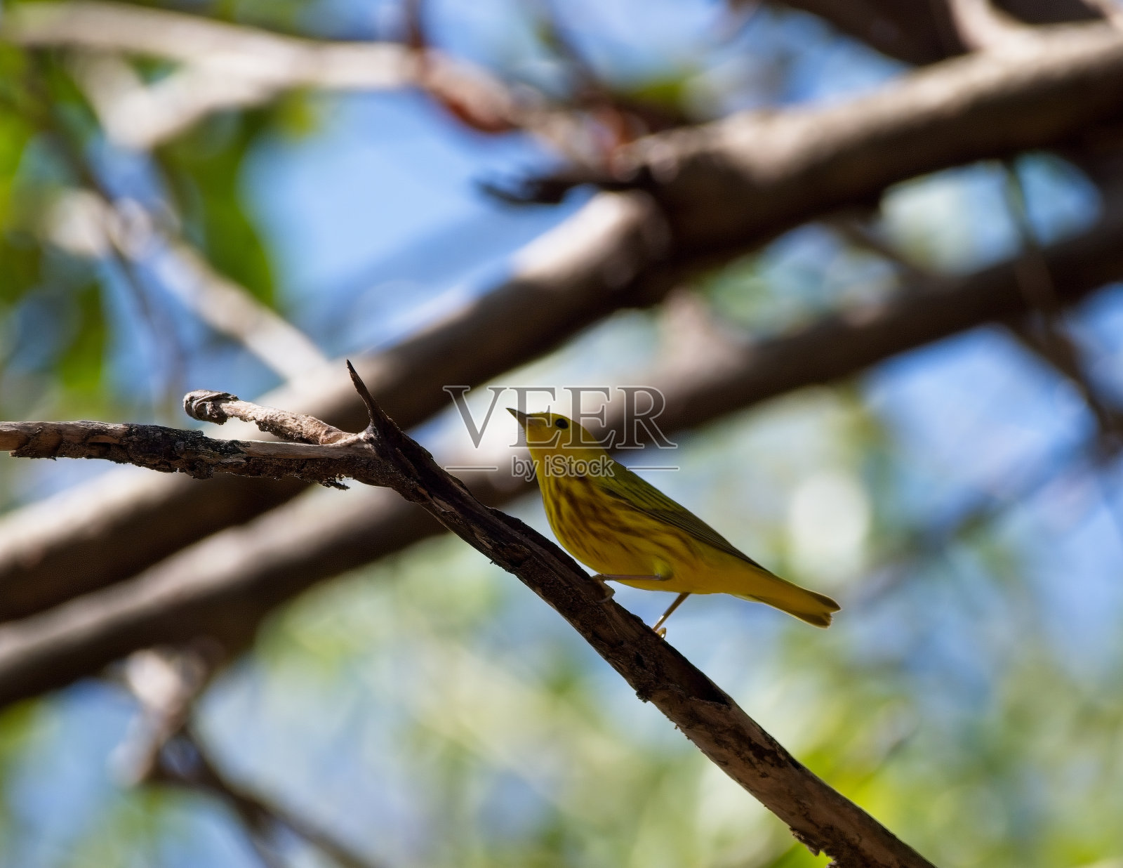 旅客。照片摄影图片