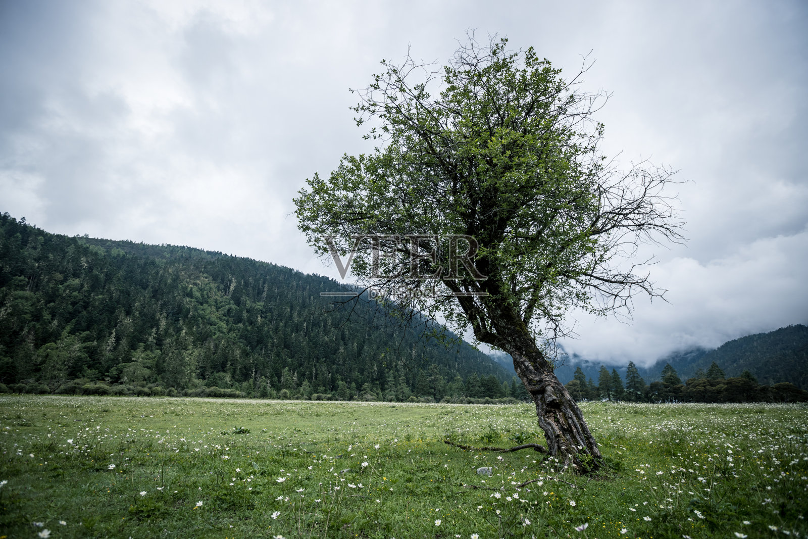 高海拔森林中的树照片摄影图片
