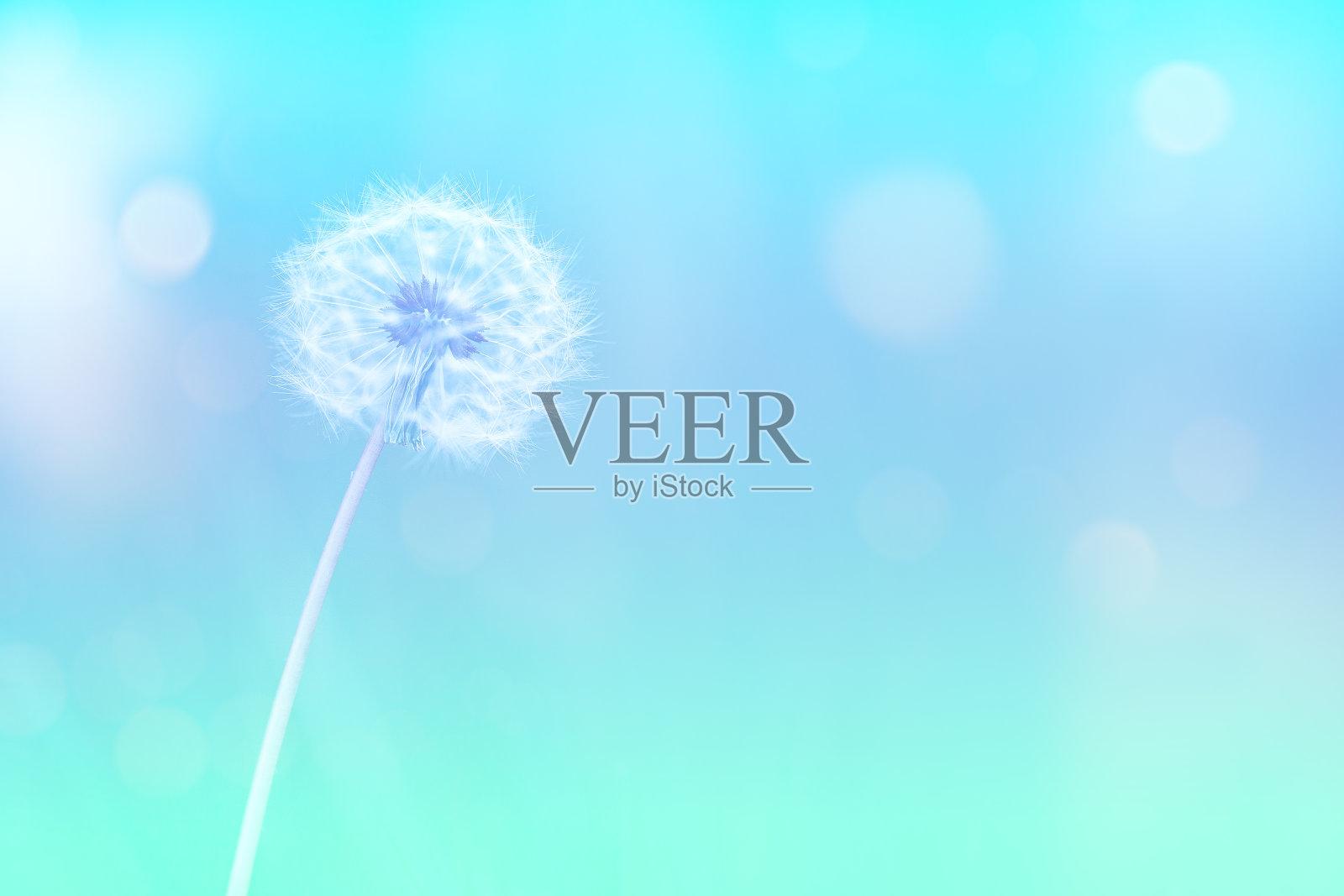 蓝绿色背景上的蒲公英照片摄影图片