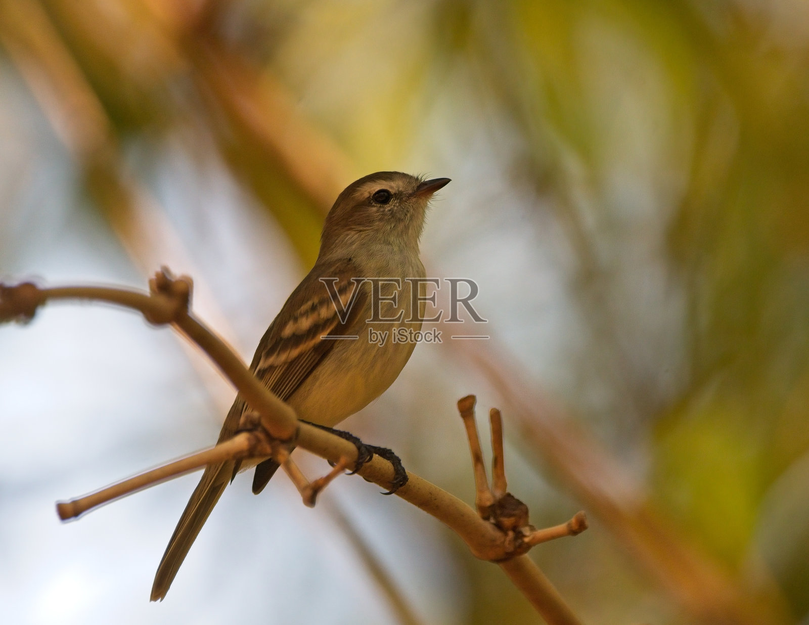 鼠色Tyrannulet照片摄影图片