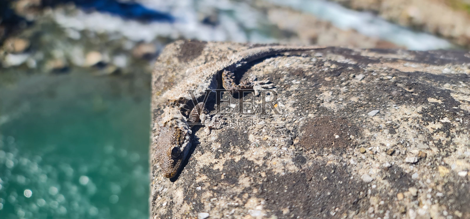 穿着潜水服的壁虎照片摄影图片
