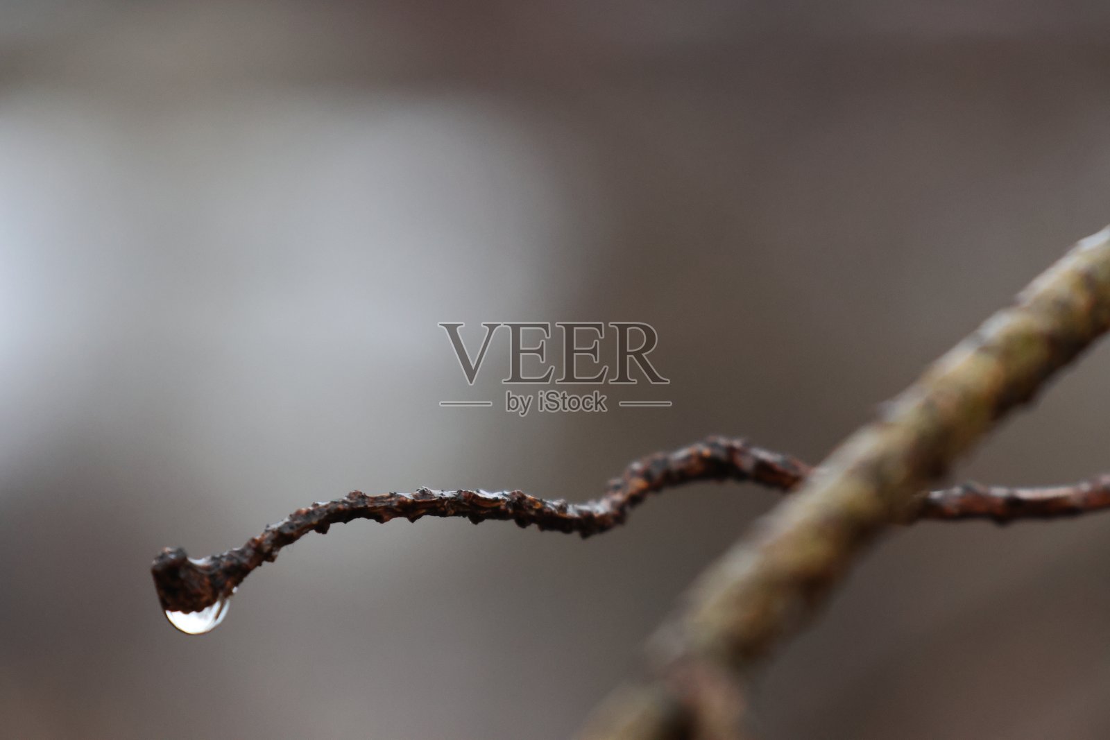 美丽的瑞典自然的极端特写照片摄影图片