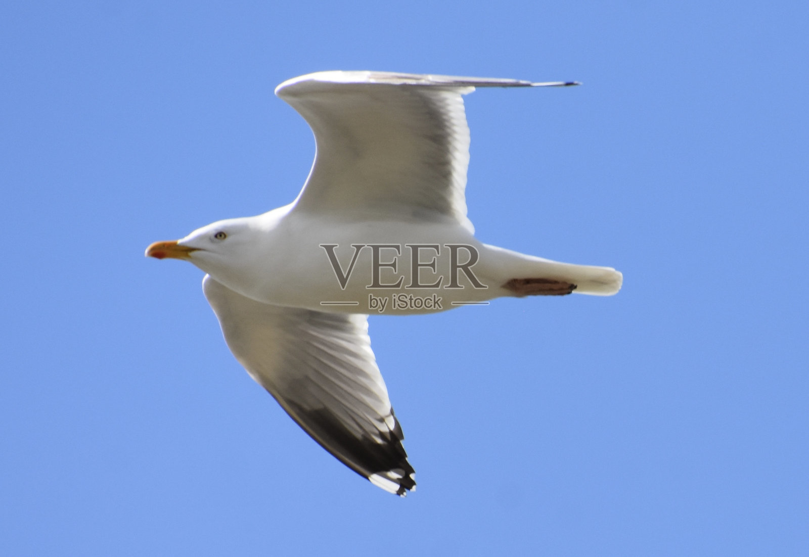 一只白色的海鸥飞向蓝天照片摄影图片