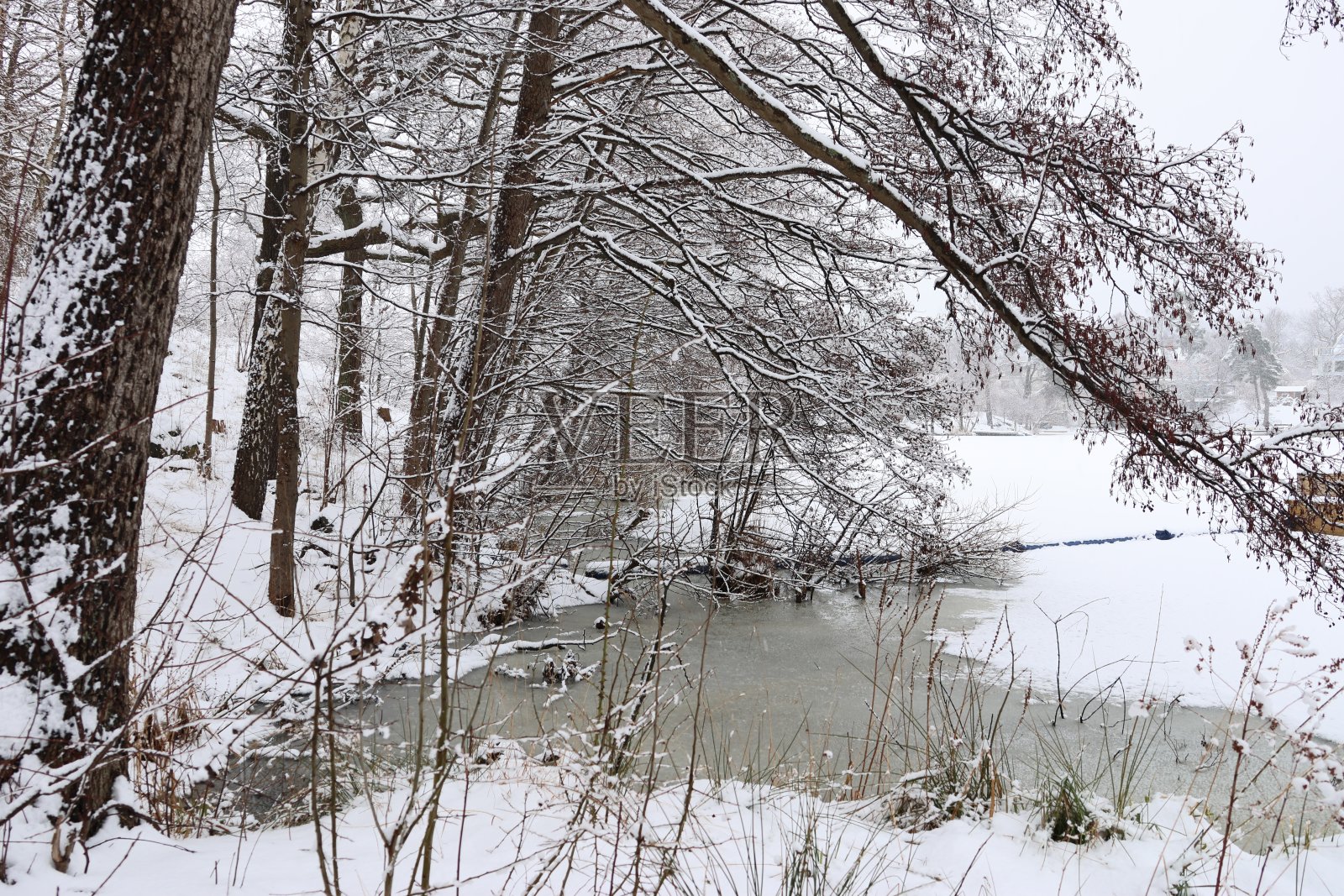 在瑞典的冬季景观中，结霜的美丽树木令人难以置信。完美的背景图片。照片摄影图片