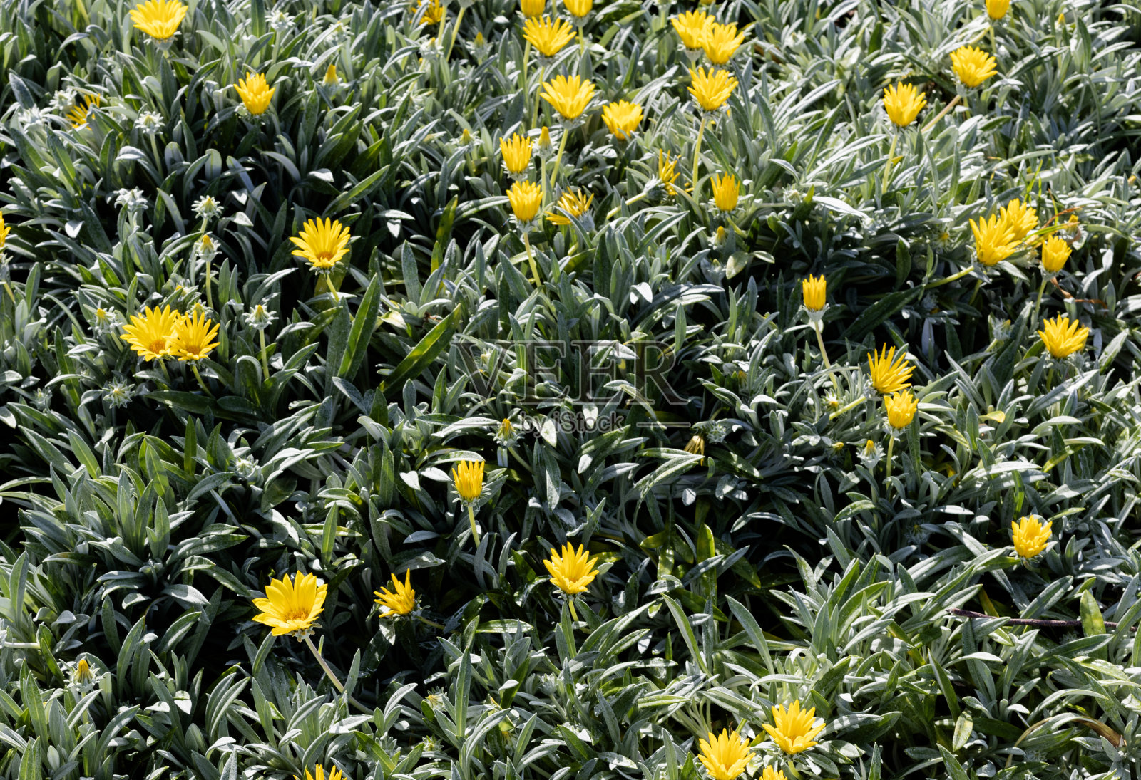 阳光灿烂的黄花在绿色的叶子中照片摄影图片