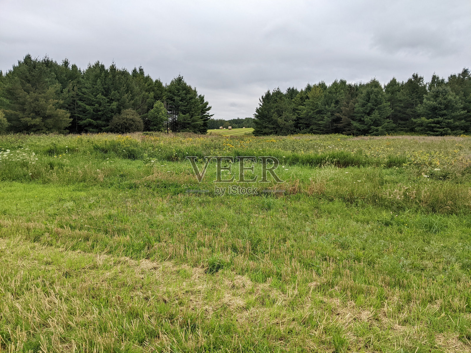 一片割好的干草照片摄影图片