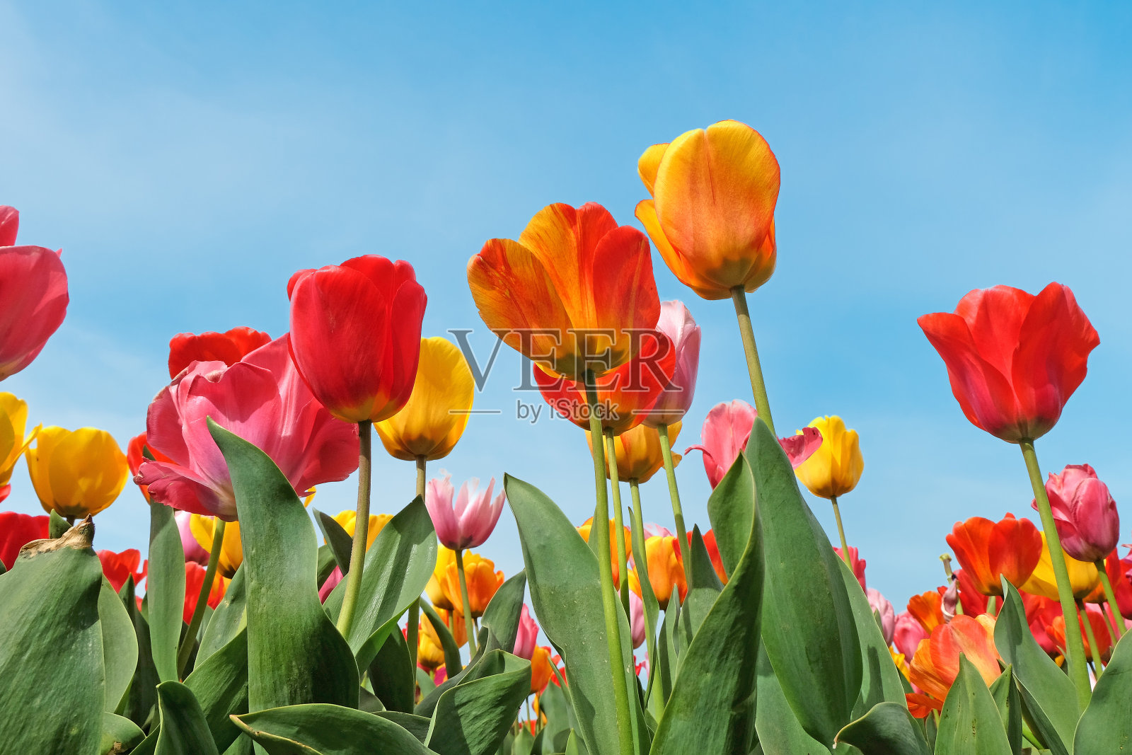 黄色、红色和粉色混合的彩色凯旋郁金香。照片摄影图片