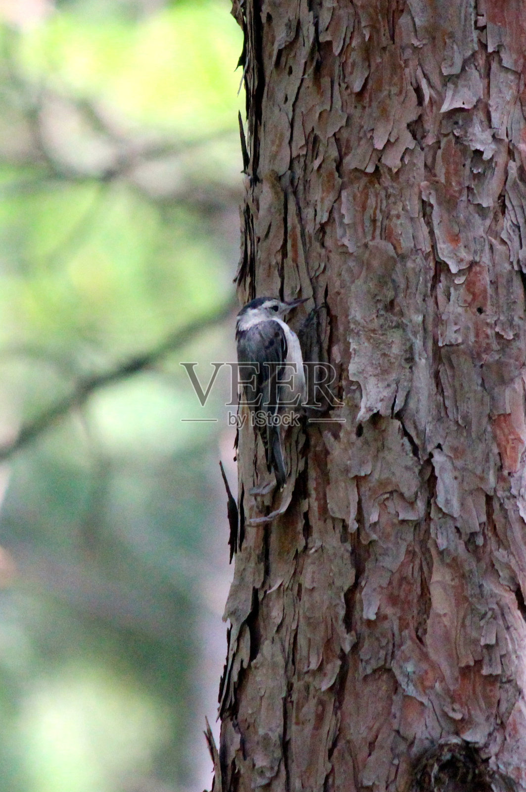 树上的鸟照片摄影图片