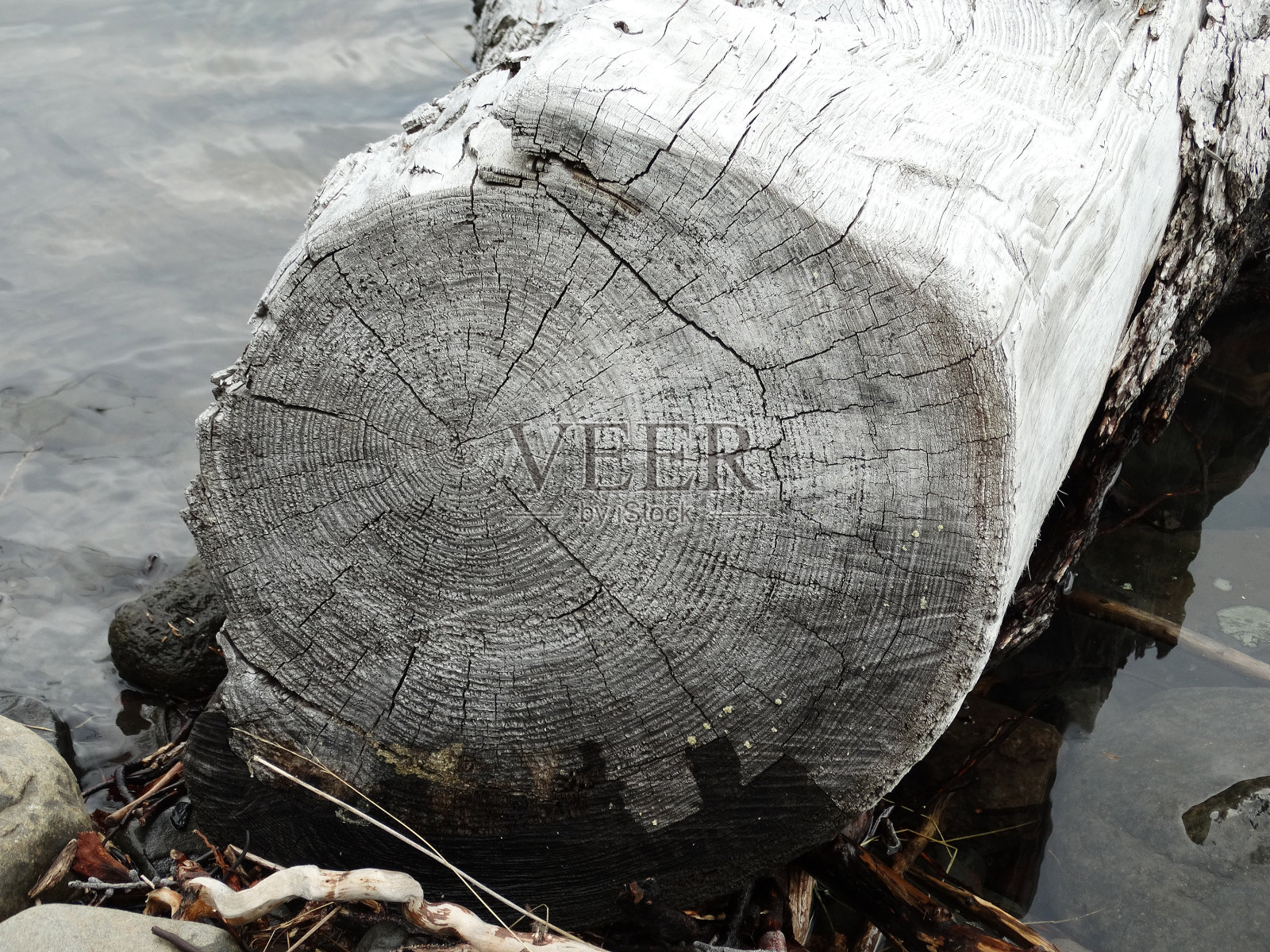 锯干的老落叶松，自然纹理的背景，复制空间照片摄影图片