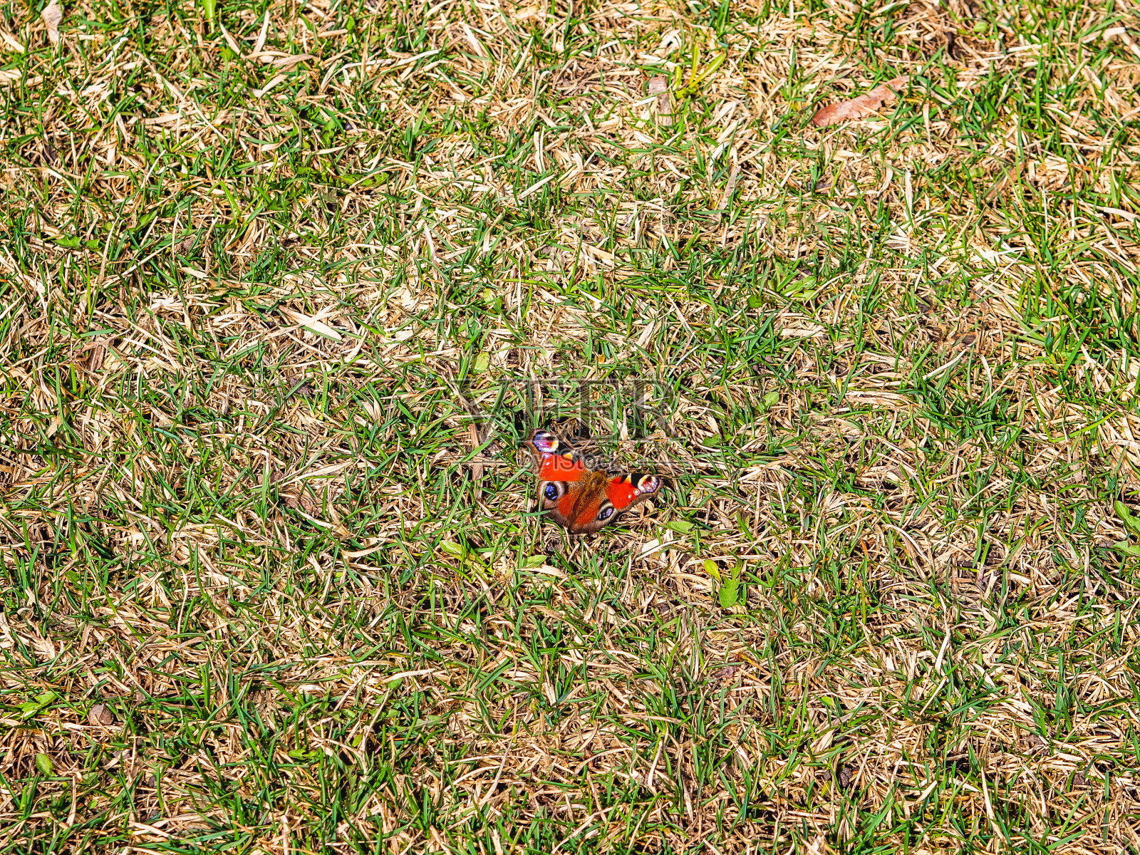 鲜艳的红色孔雀蝴蝶在干燥和绿色的草地上照片摄影图片