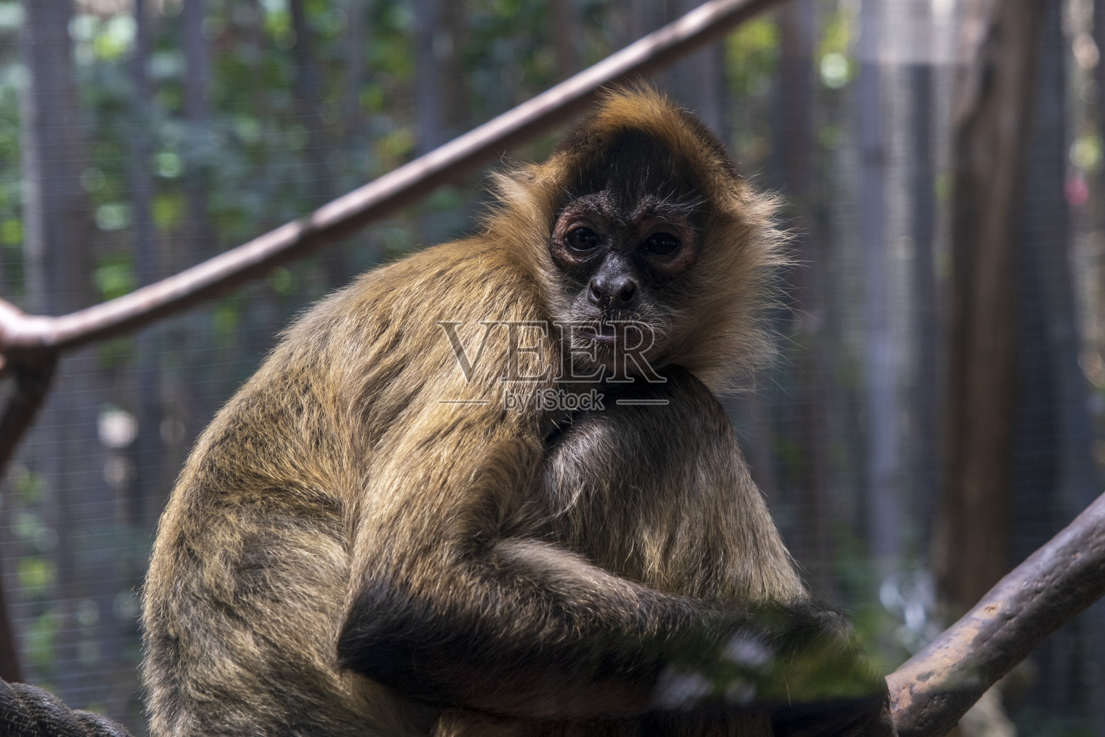 烧焦araignee照片摄影图片