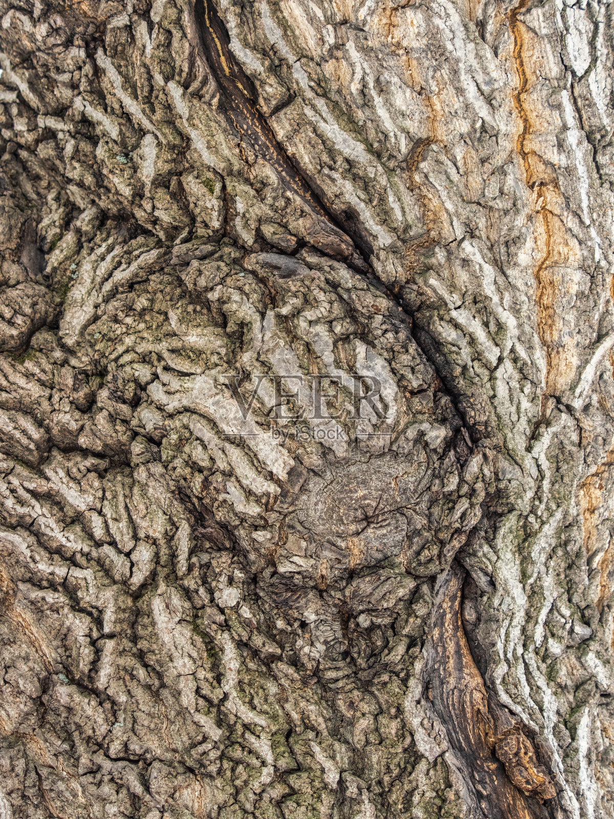 老柳树树皮的纹理照片摄影图片