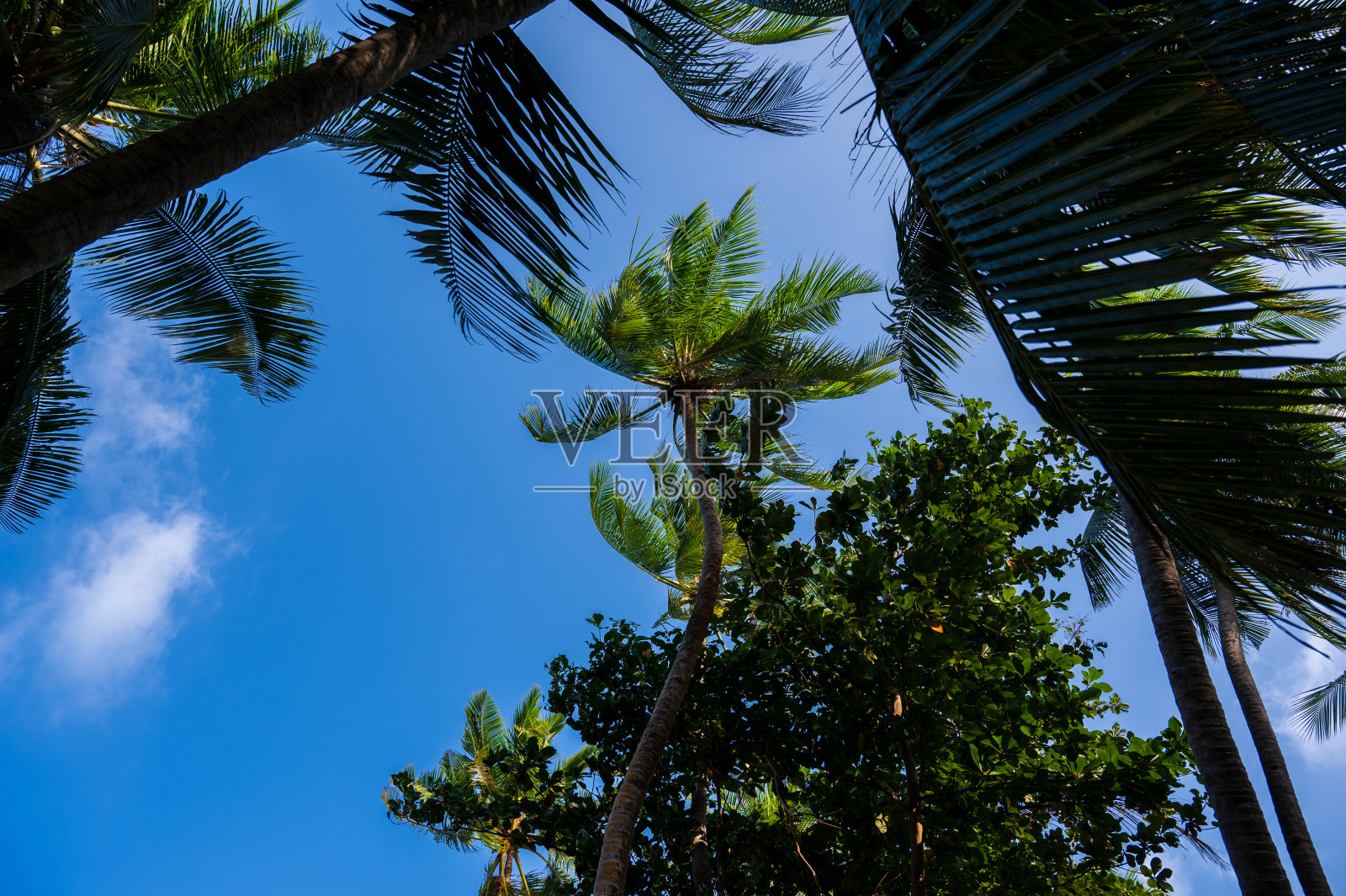 棕榈树在茂密的绿色森林里。照片摄影图片