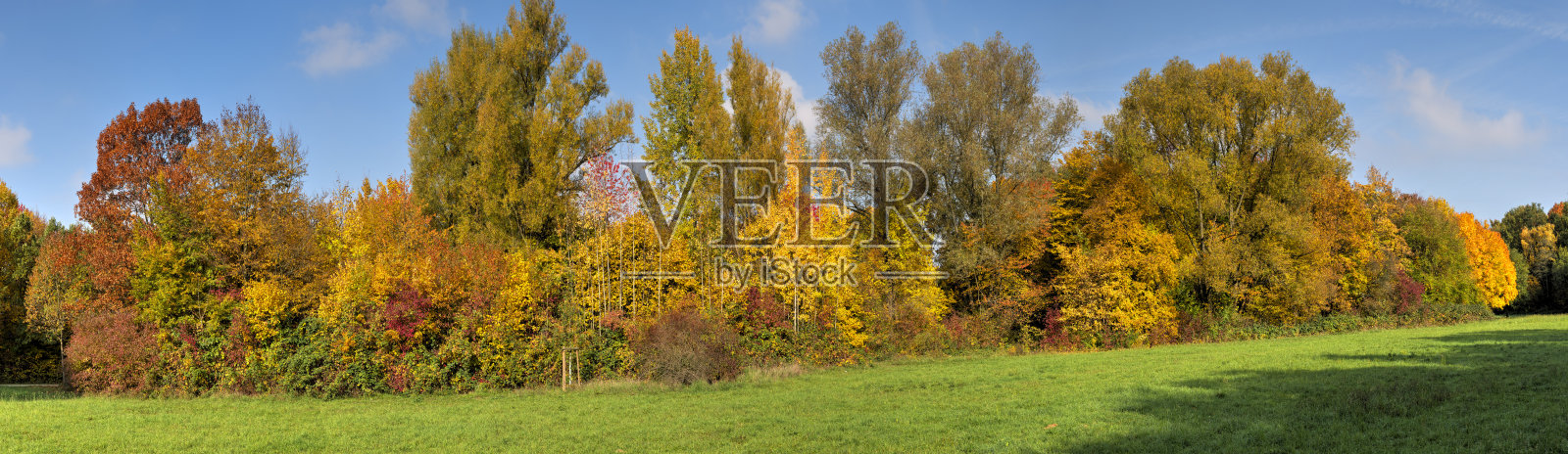 在温暖的午后阳光下，一片秋色的、荒凉的、田园诗般的落叶森林和草地上的树木和树梢照片摄影图片