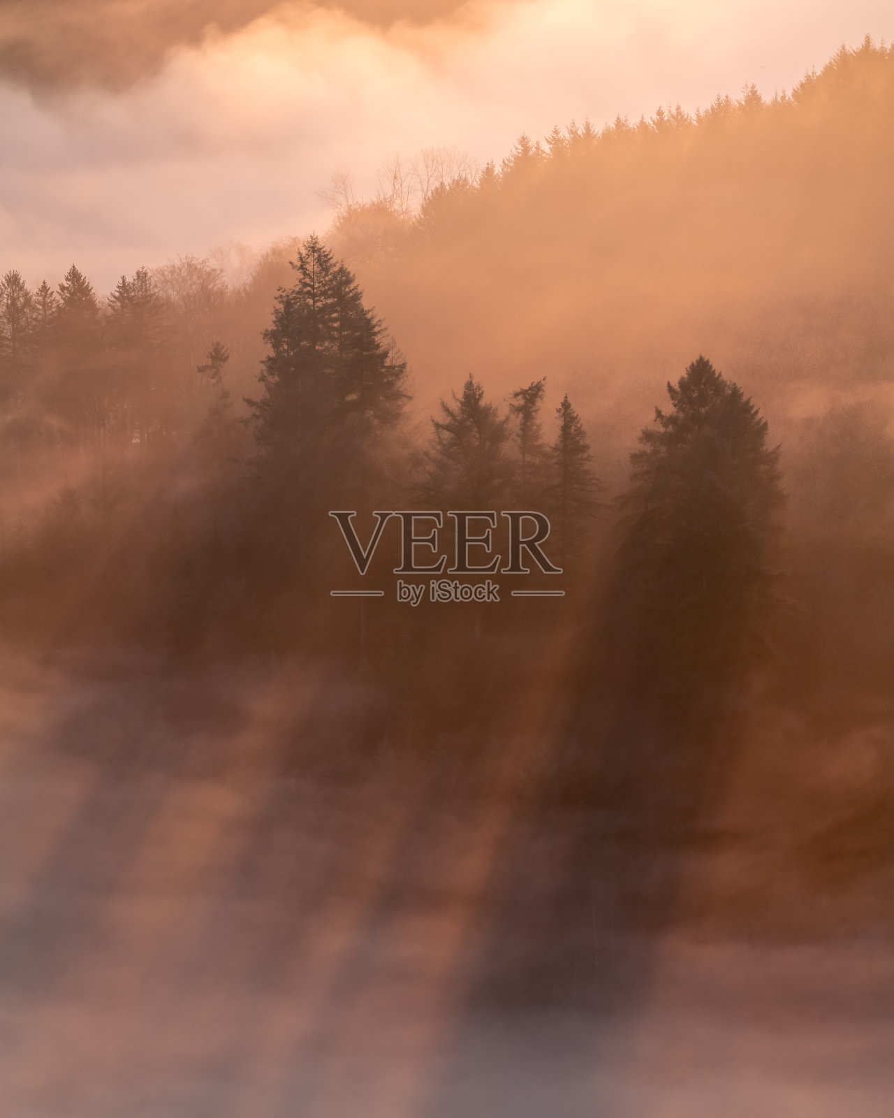 在雾蒙蒙的早晨，树木沐浴在温暖的阳光下照片摄影图片