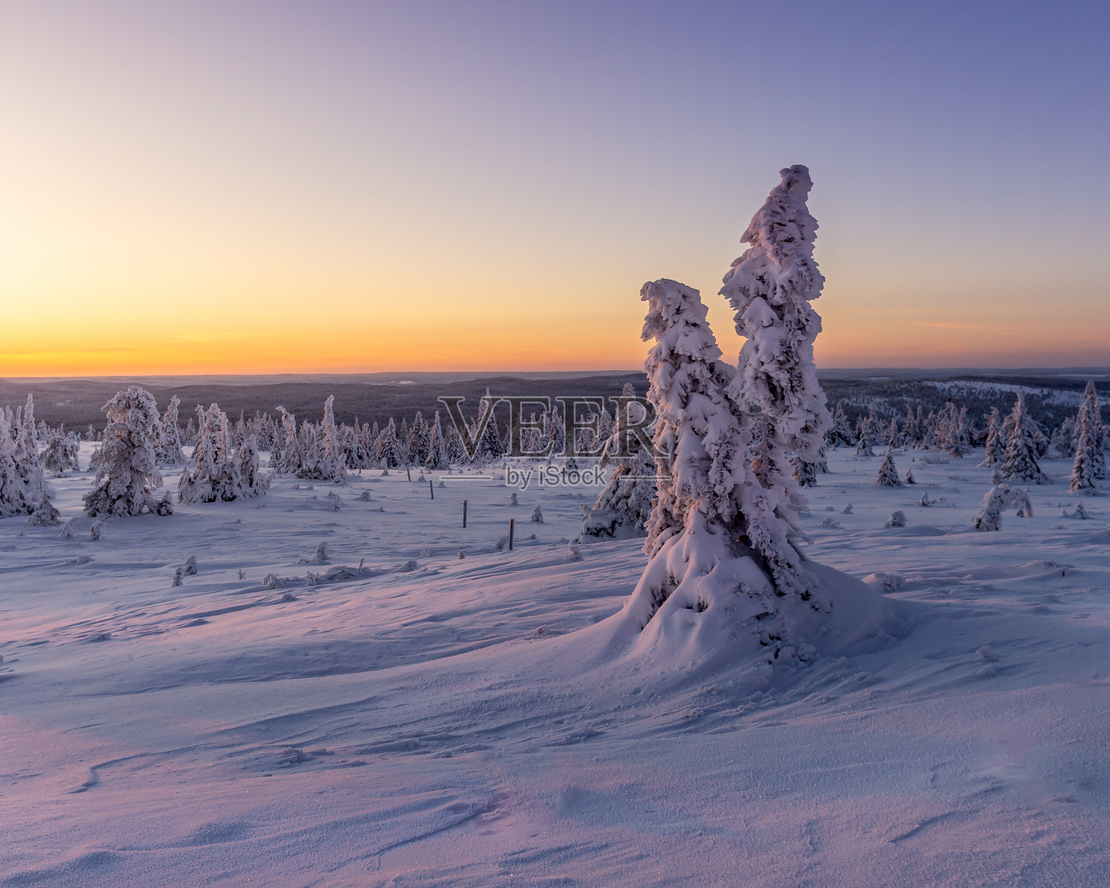 白雪皑皑的景色，黄昏时被白雪覆盖的树木照片摄影图片
