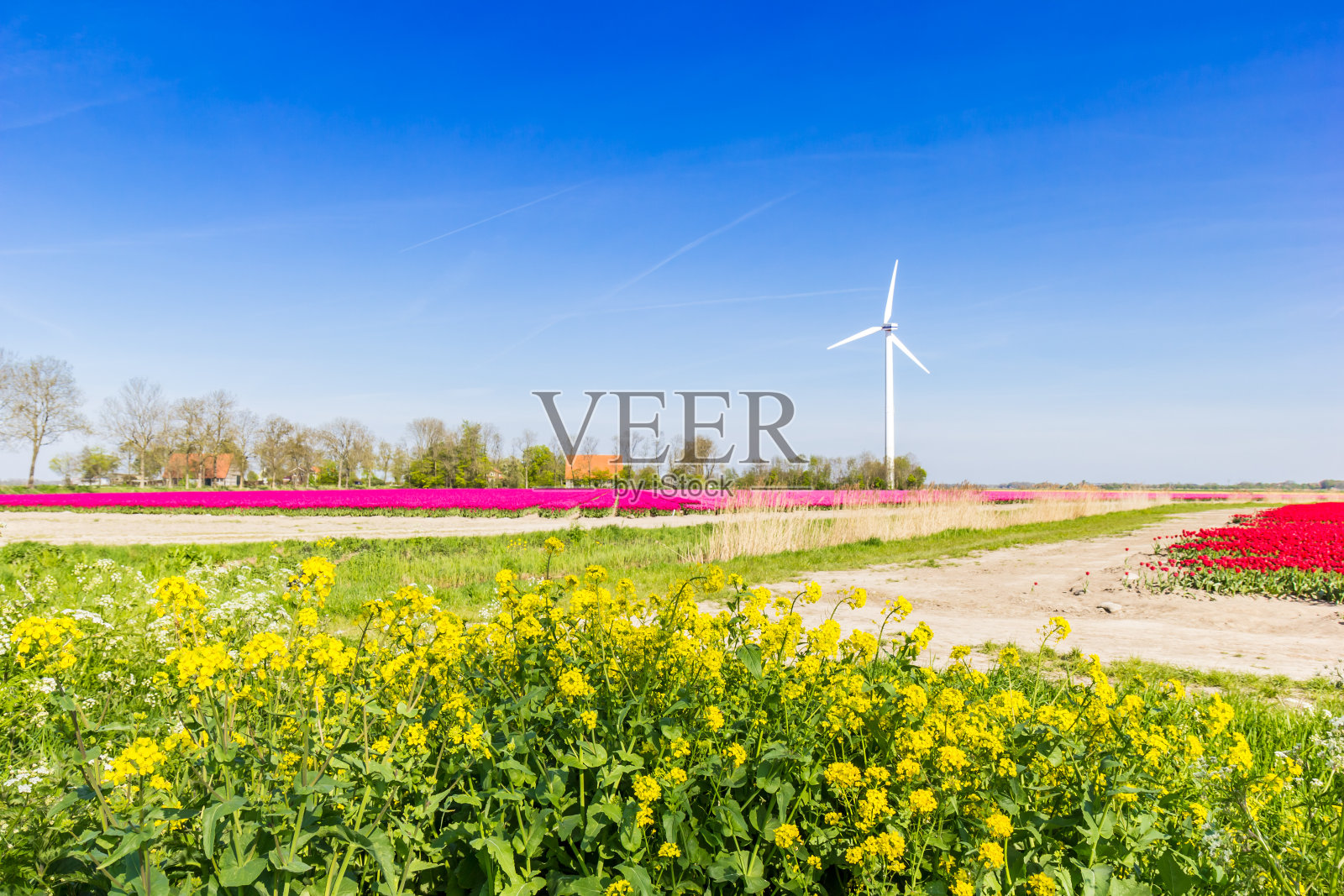 油菜种子在郁金香地里照片摄影图片