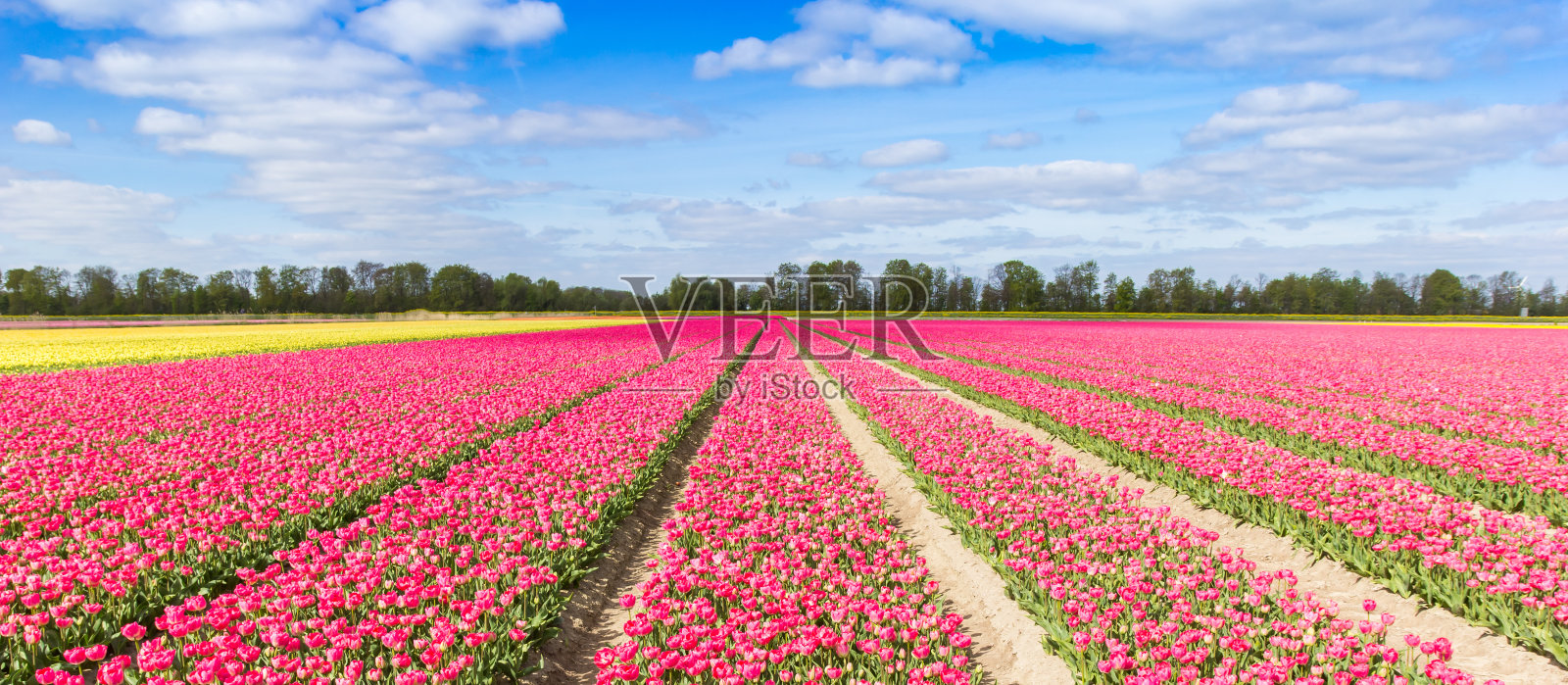 春天鲜艳的紫色郁金香全景图照片摄影图片