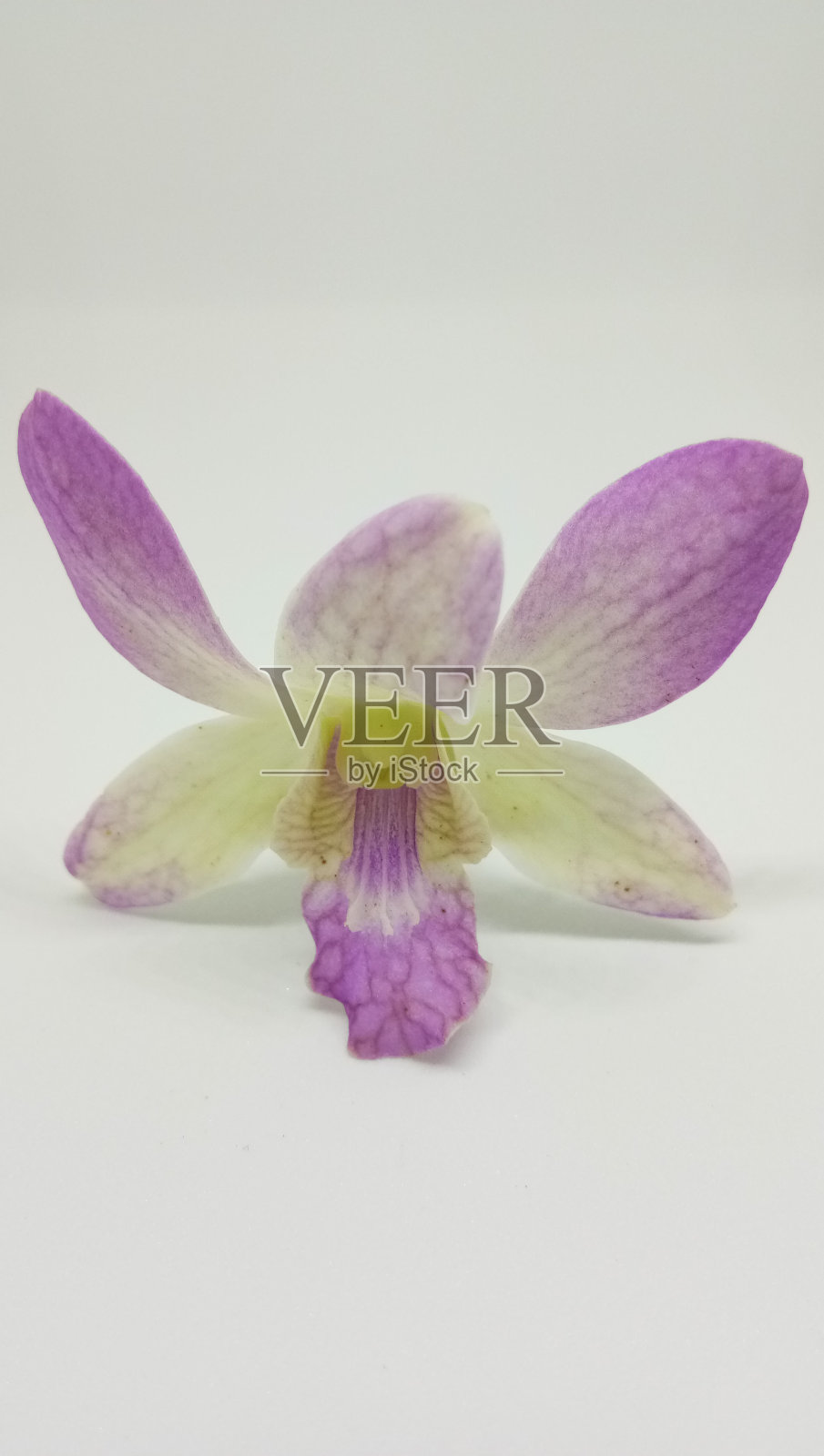 美丽的白色背景开花照片摄影图片