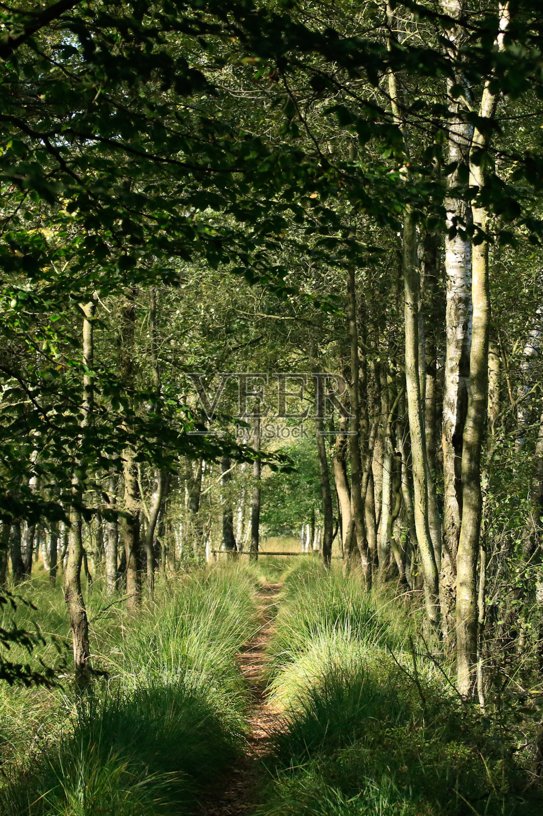 穿过桦树照片摄影图片