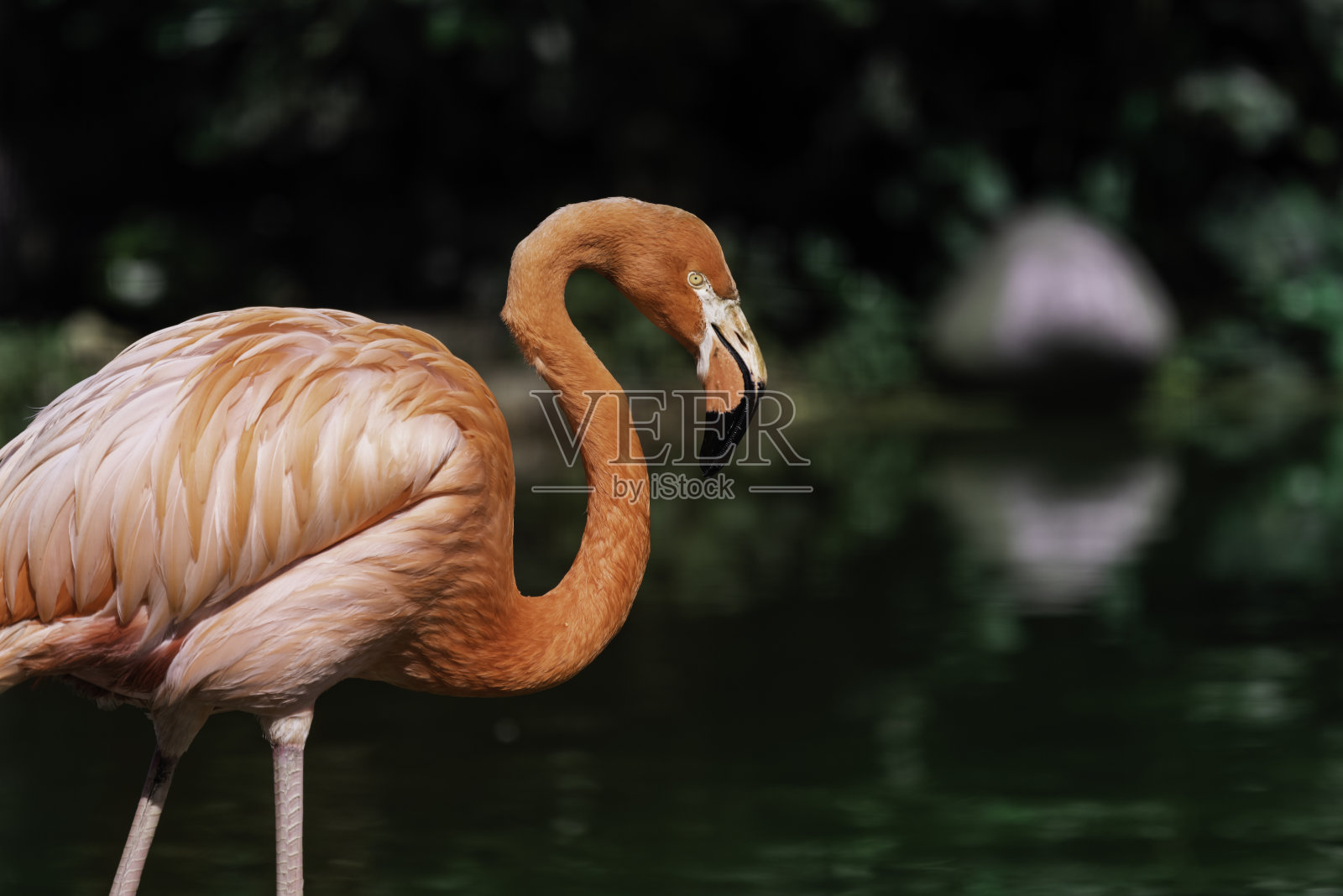 火烈鸟照片摄影图片