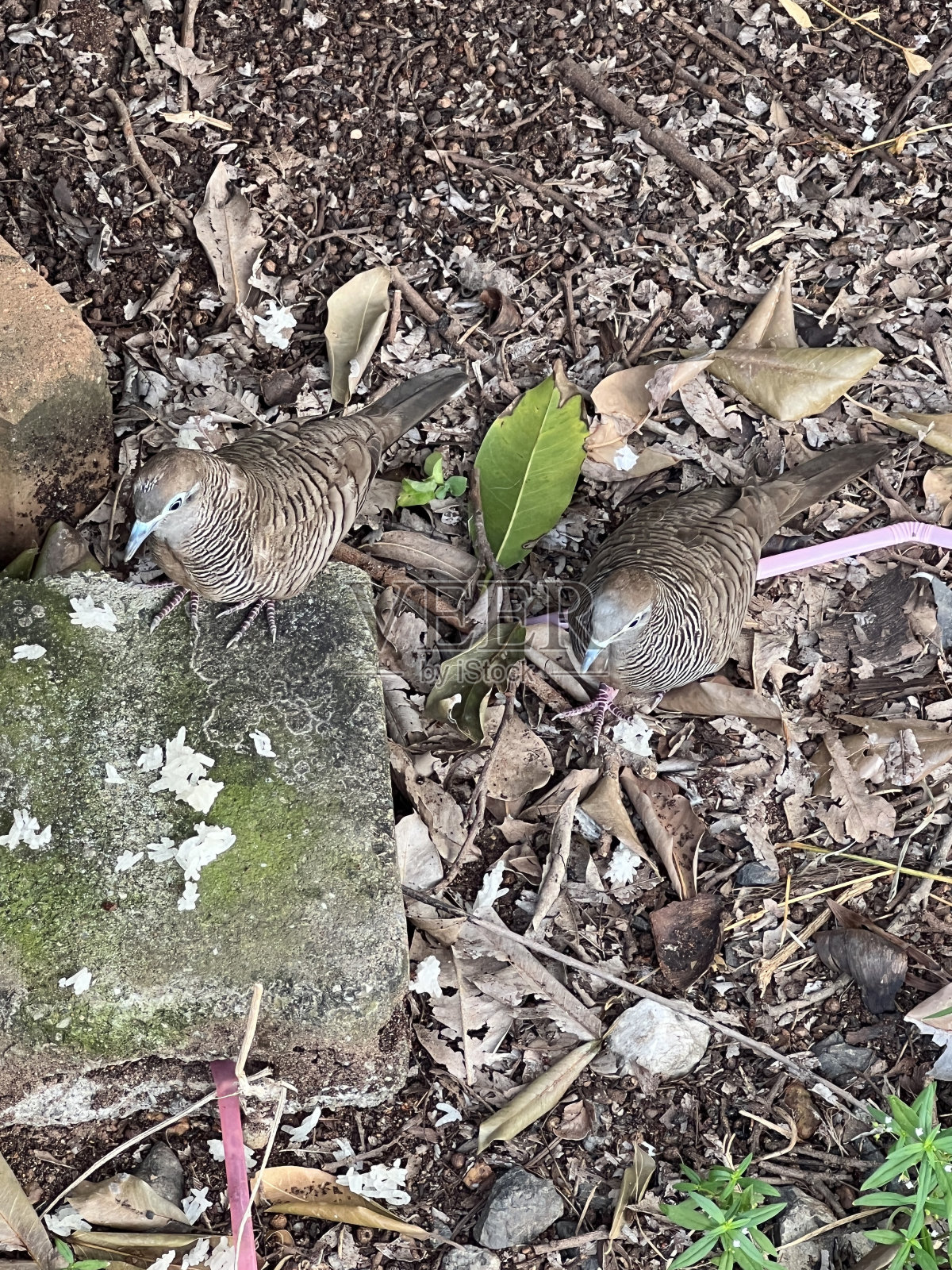 地上的鸟照片摄影图片