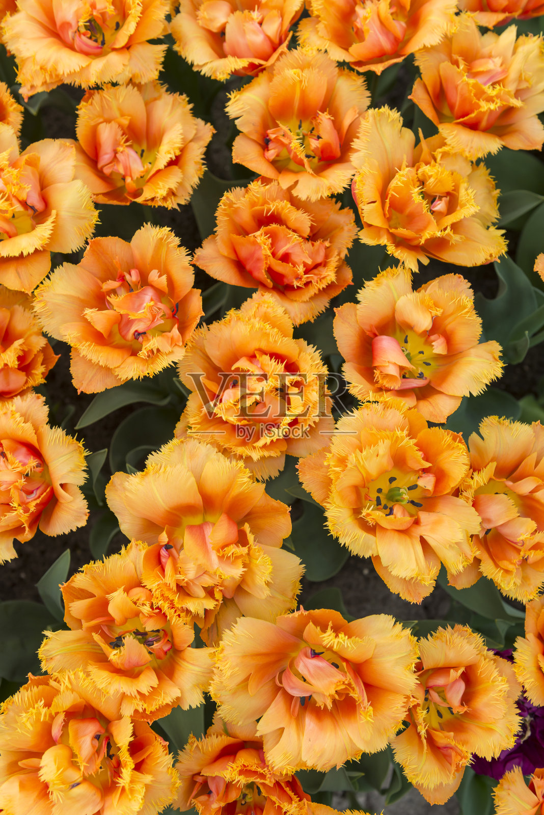 许多盛开的美丽充满活力的橙色流苏郁金香花的特写镜头照片摄影图片