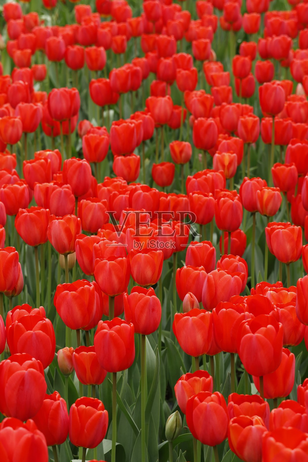 大群的红色郁金香背景照片摄影图片