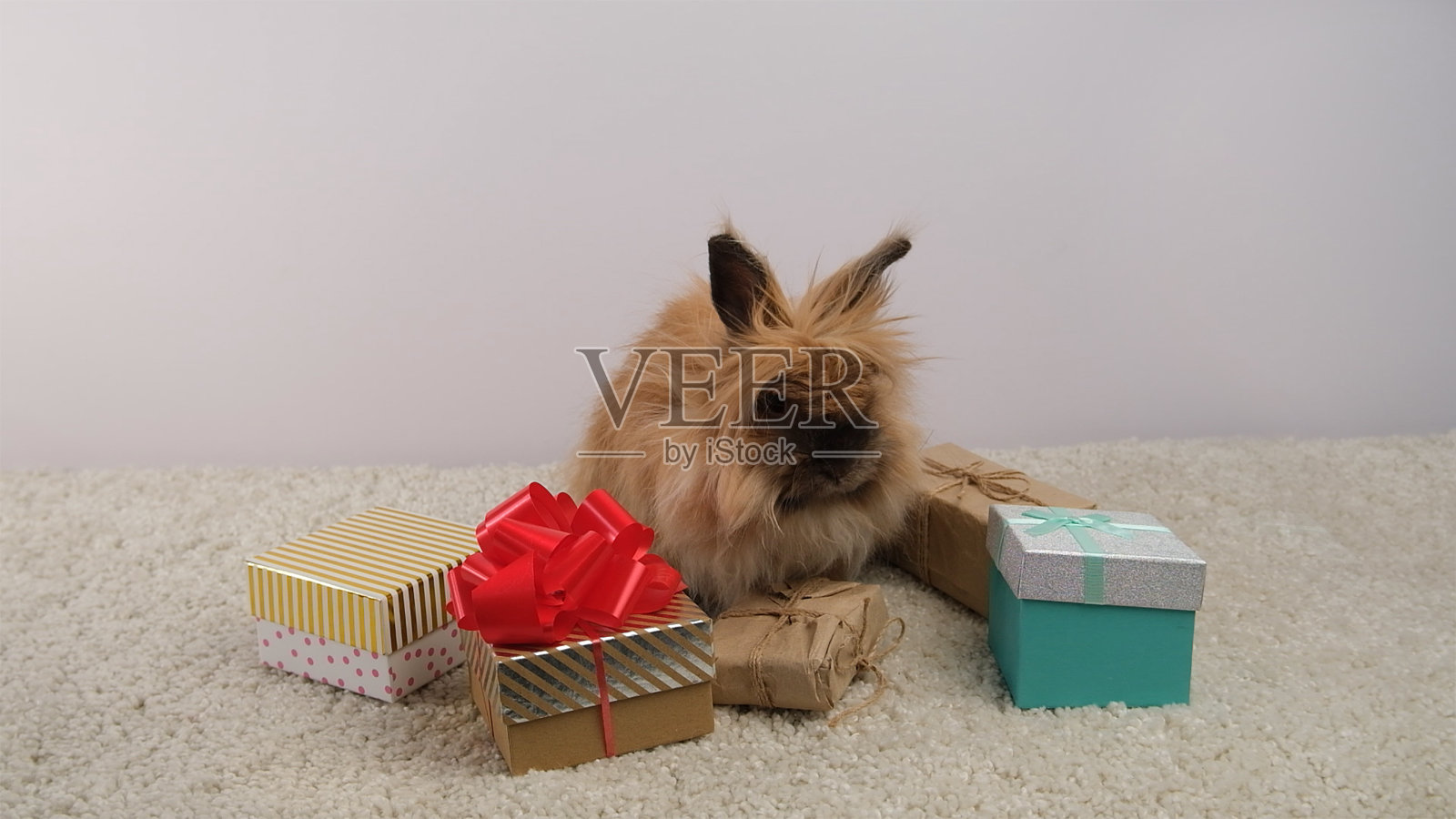 礼品盒，可爱毛茸茸的兔子。照片摄影图片