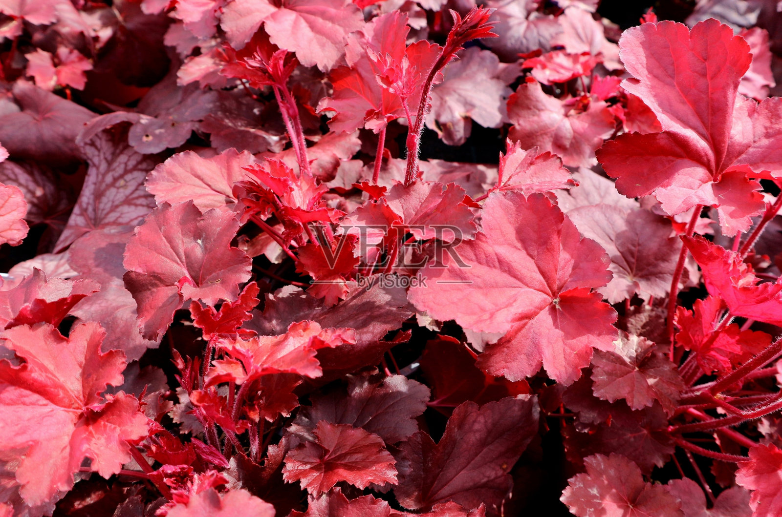 鲜艳的红色叶片，常绿多年生植物照片摄影图片