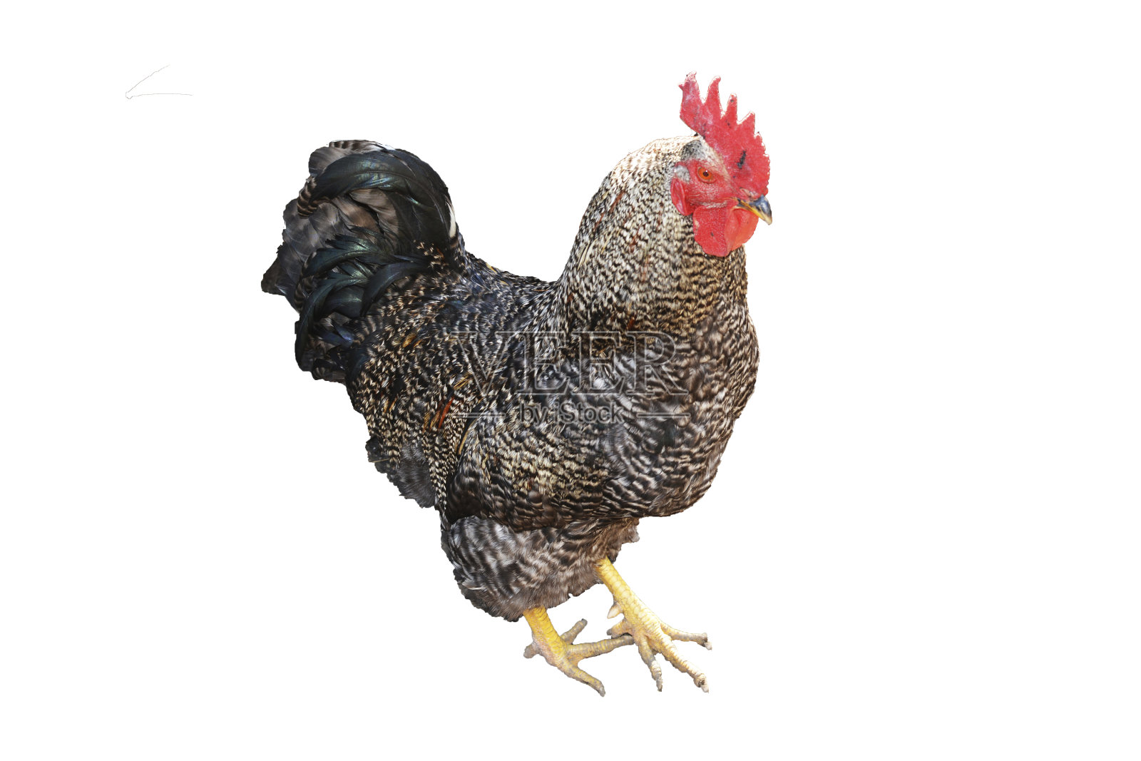 白色背景上的一只公鸡照片摄影图片