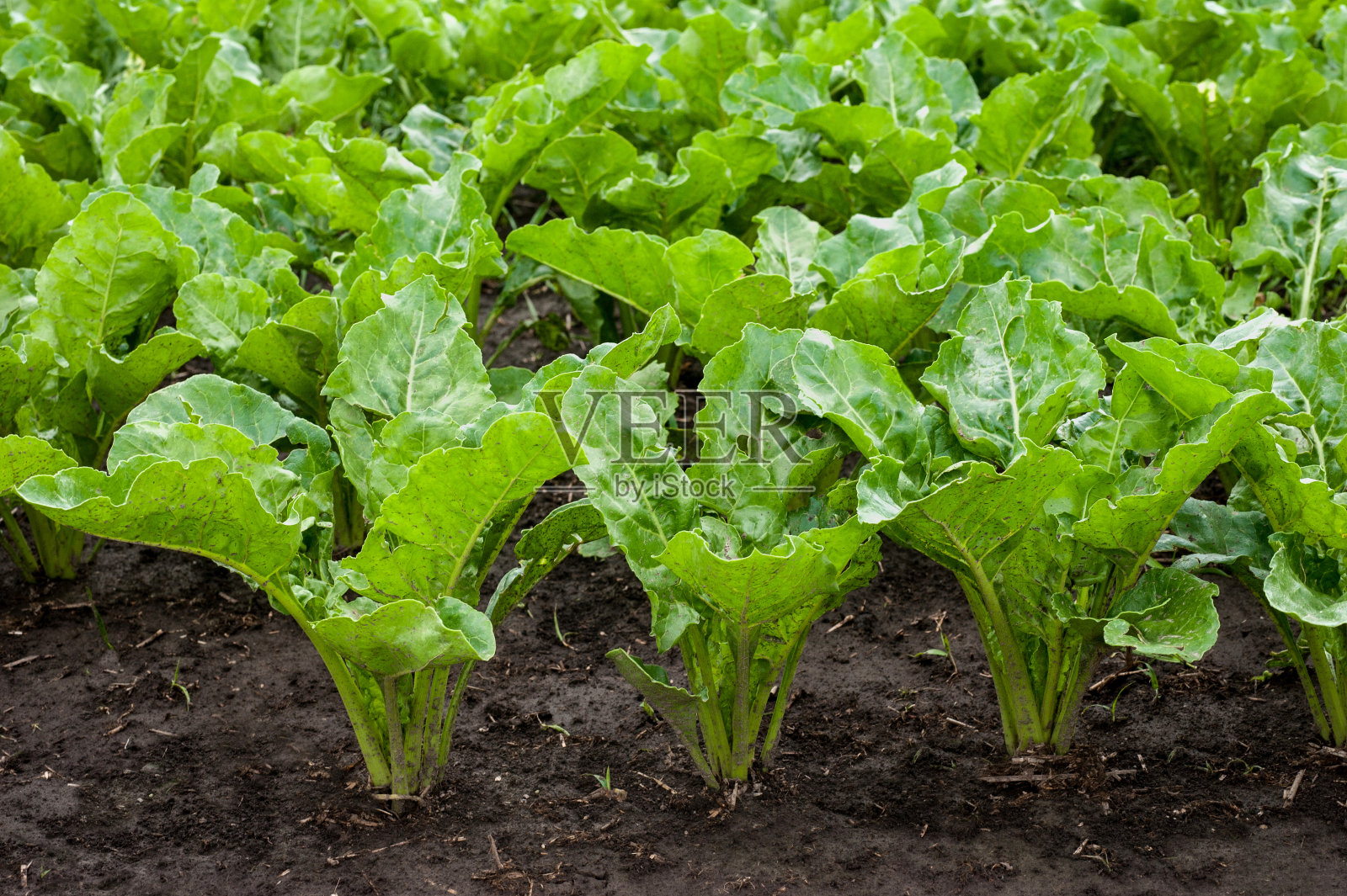 新鲜、年轻的甜菜叶特写照片摄影图片