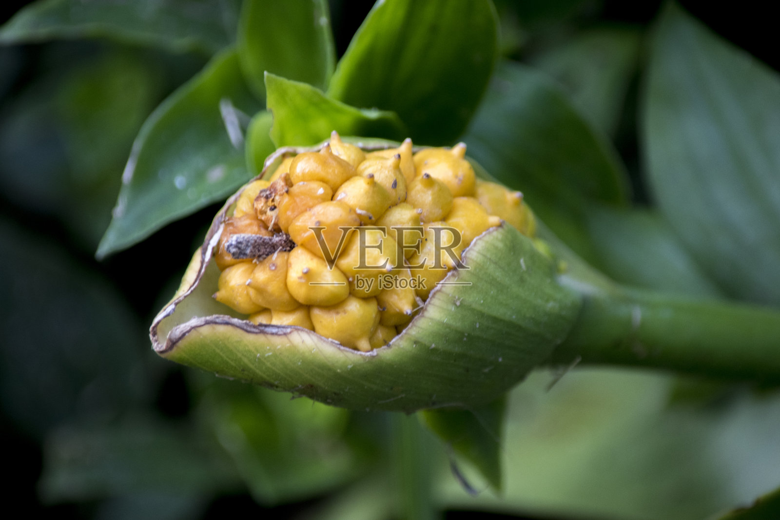 马蹄莲果实的细节。马蹄莲属照片摄影图片