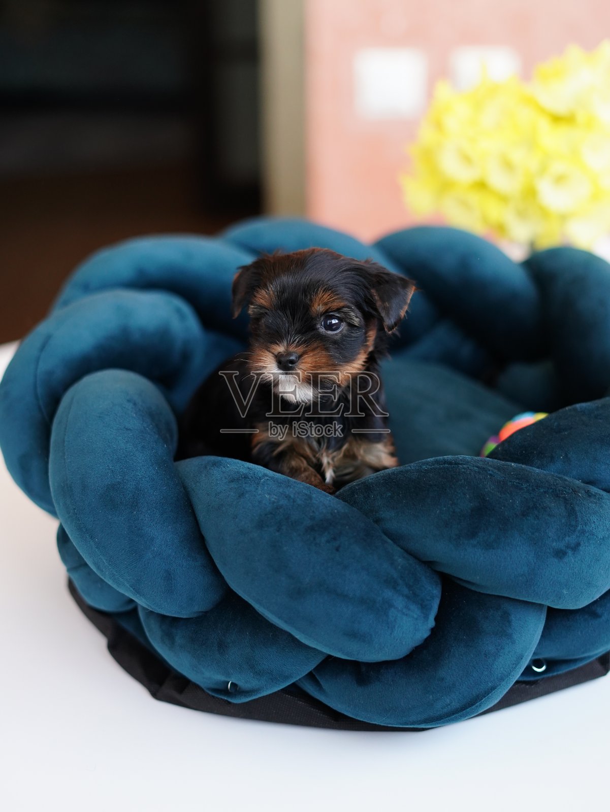 可爱顽皮的约克夏梗小狗小狗在狗床上休息。小狗躺在躺椅上，长着滑稽的耳朵。家养宠物照片摄影图片