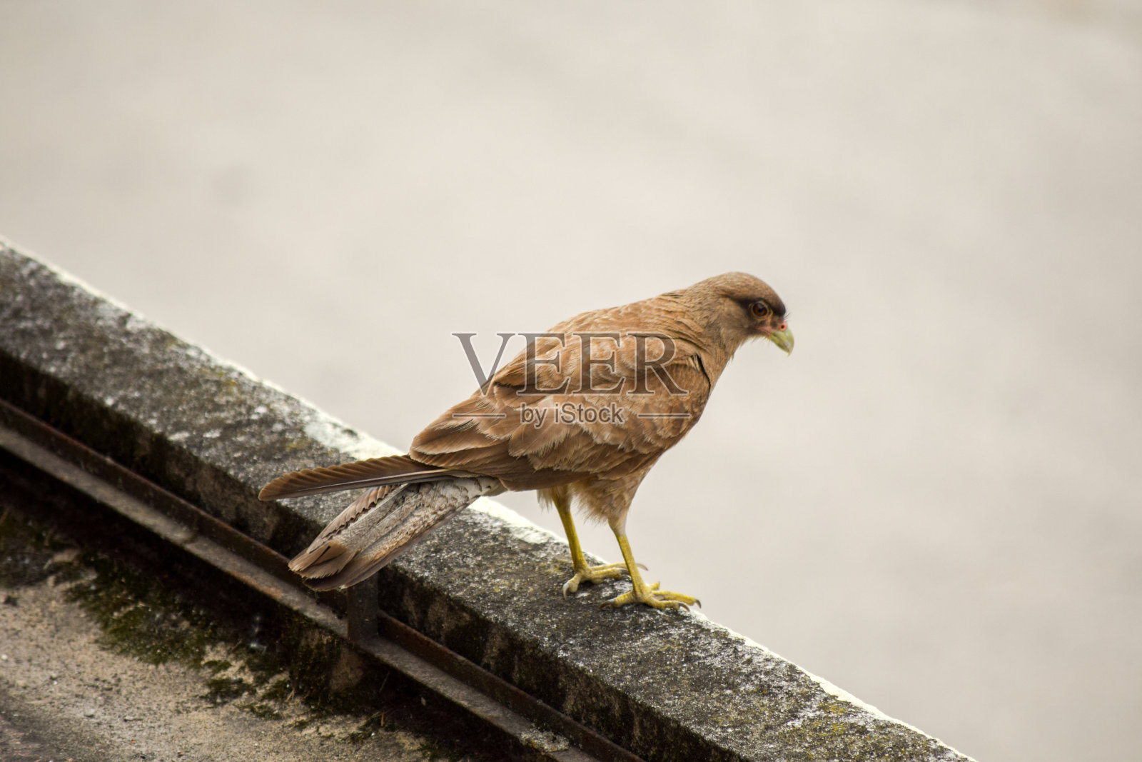 猛禽的特写照片摄影图片