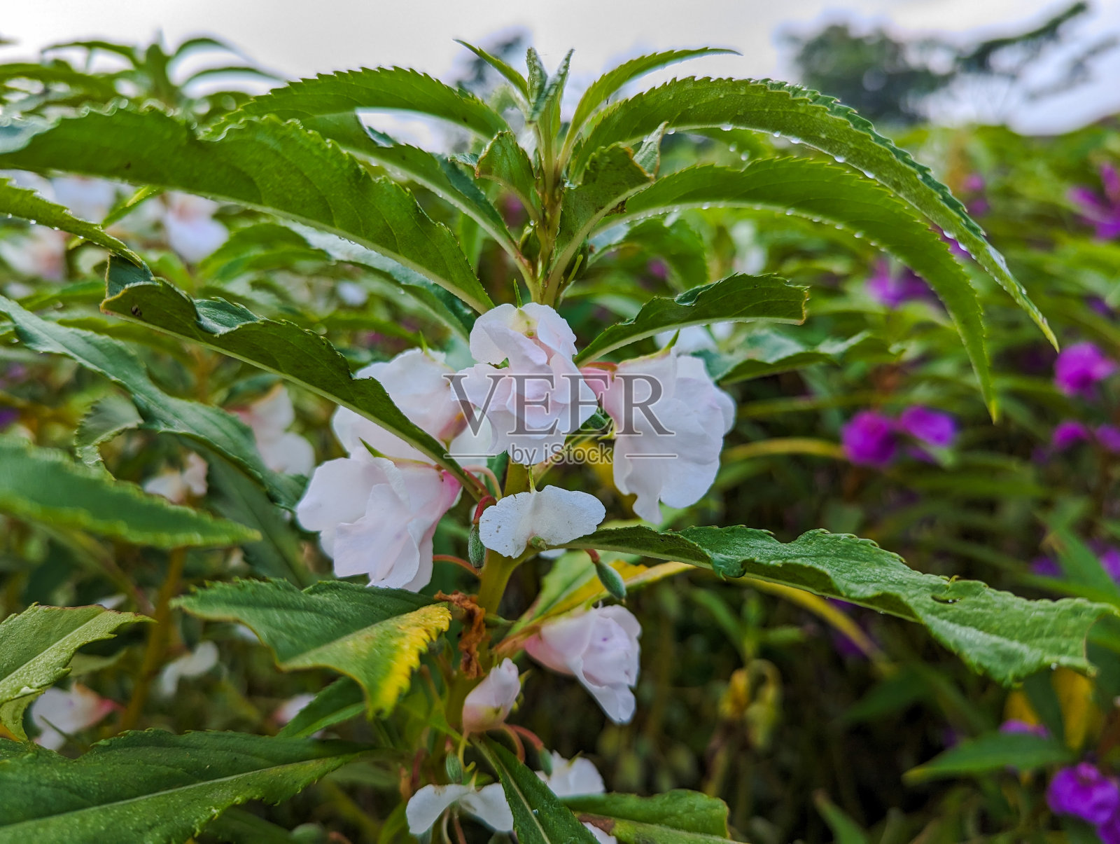 “pacar air”植物的学名凤仙花(Impatiens balsamina)是白色的照片摄影图片