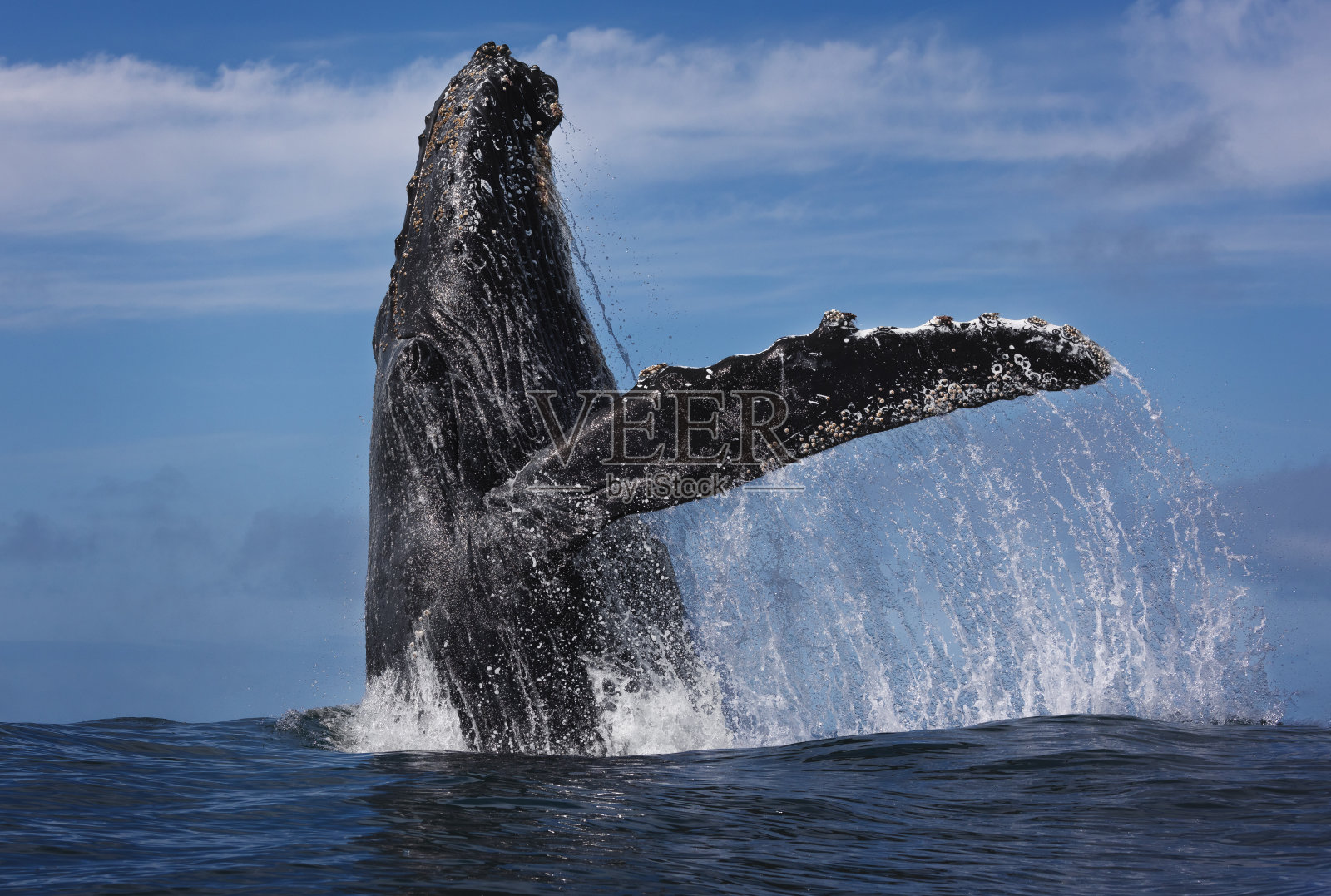 违反驼背照片摄影图片