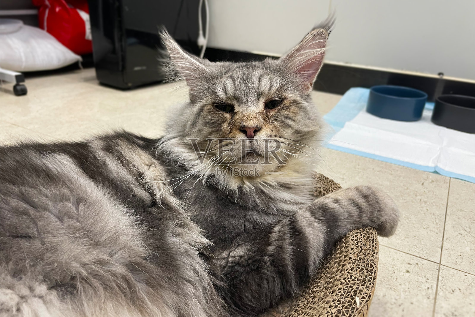 可爱的虎斑银灰色小缅因猫躺在吊床上看着相机。3岁的小猫在放松照片摄影图片