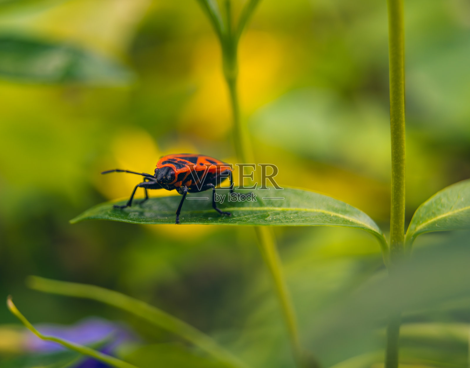没有翅膀的铁匠虫坐在城市公园的一片绿叶上，微距背景模糊照片摄影图片