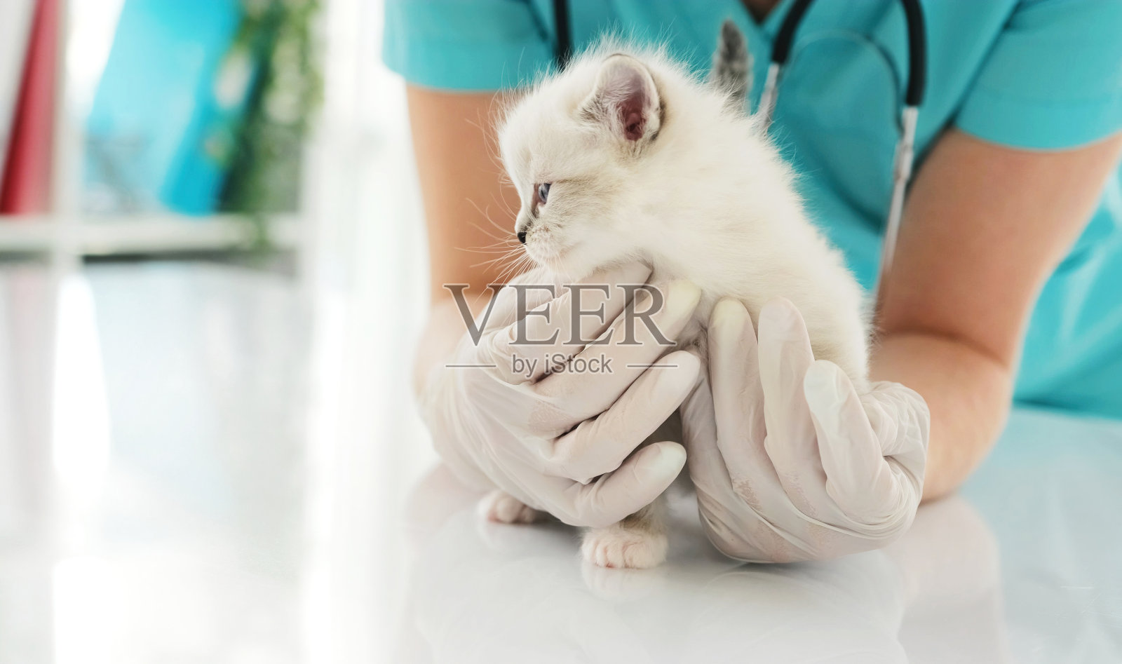 兽医在诊所里，手里抱着一只白色的小猫照片摄影图片
