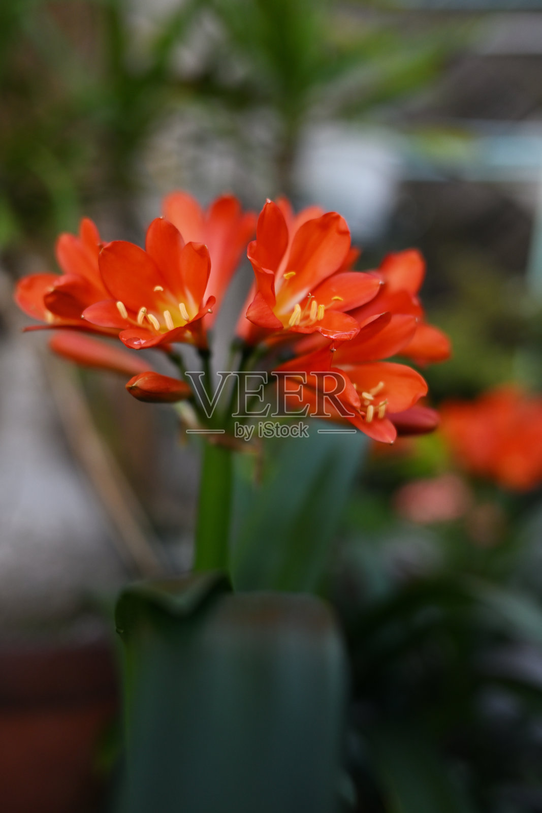 美丽的君子兰花盛开照片摄影图片