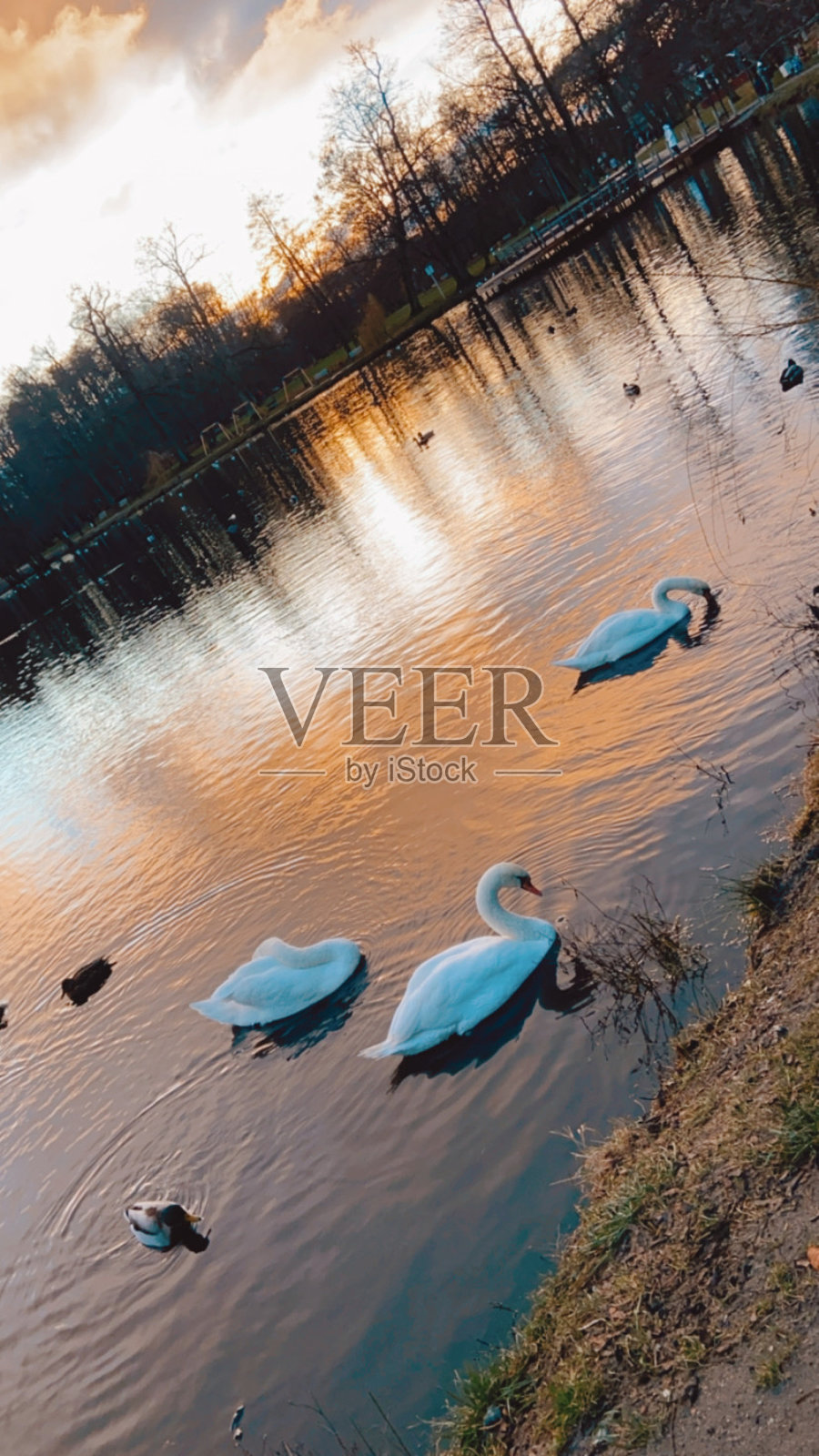 湖上的天鹅黄昏晚霞鸟照片摄影图片