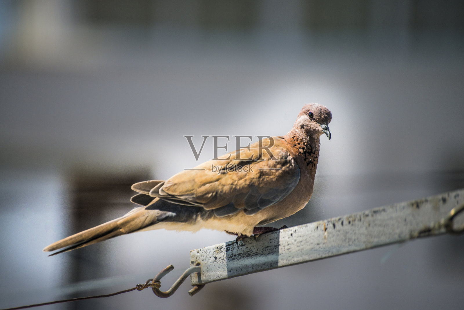 城市宁静:鸽子栖息在完美的天气照片摄影图片