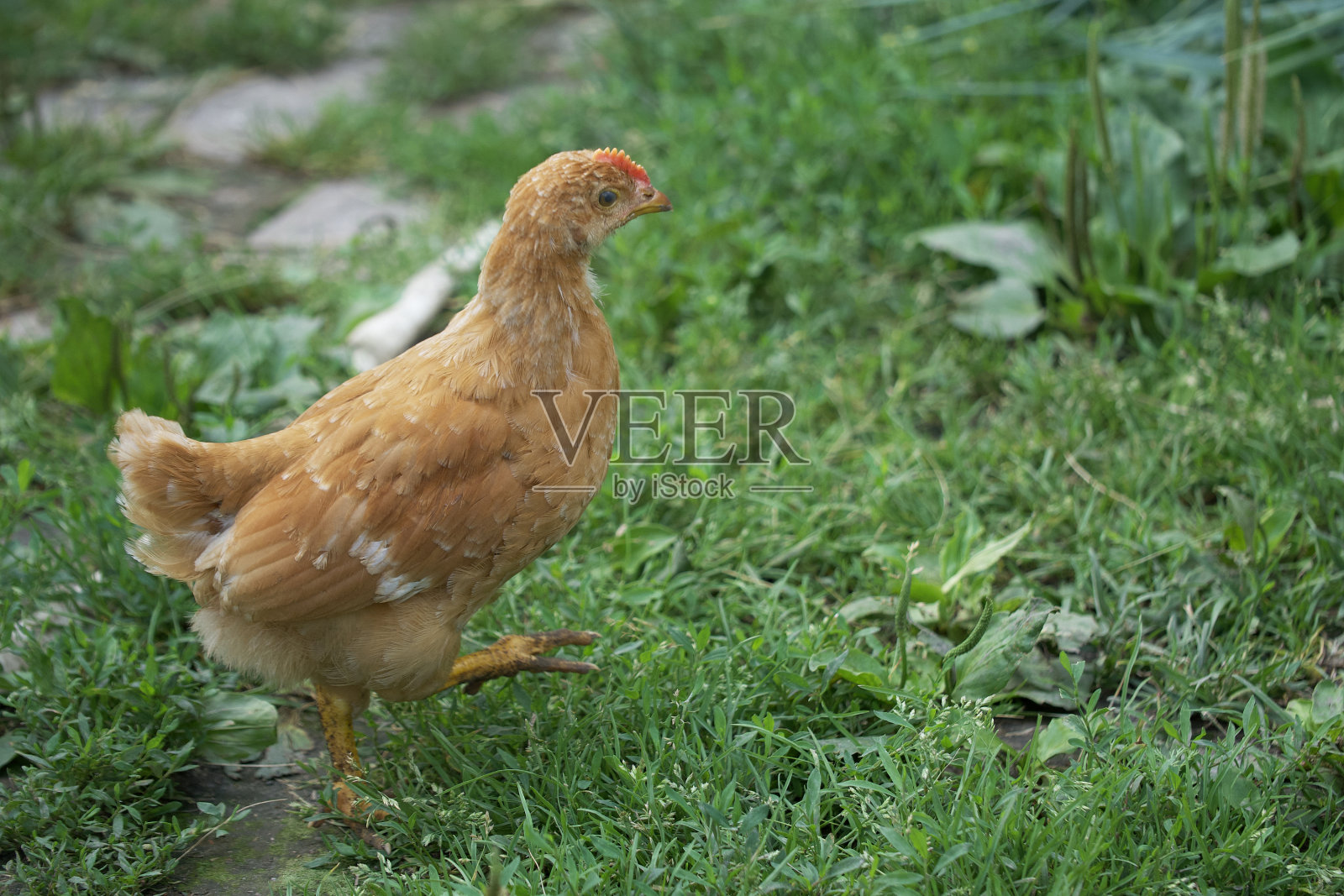 在夏天阳光明媚的日子里，一只自由的棕色母鸡在绿草地上吃草。一只雏鸡在草丛中自由自在地走着。照片摄影图片