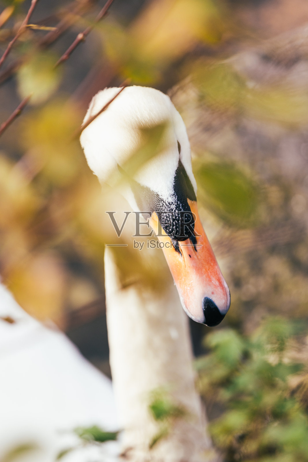 湖上的天鹅照片摄影图片