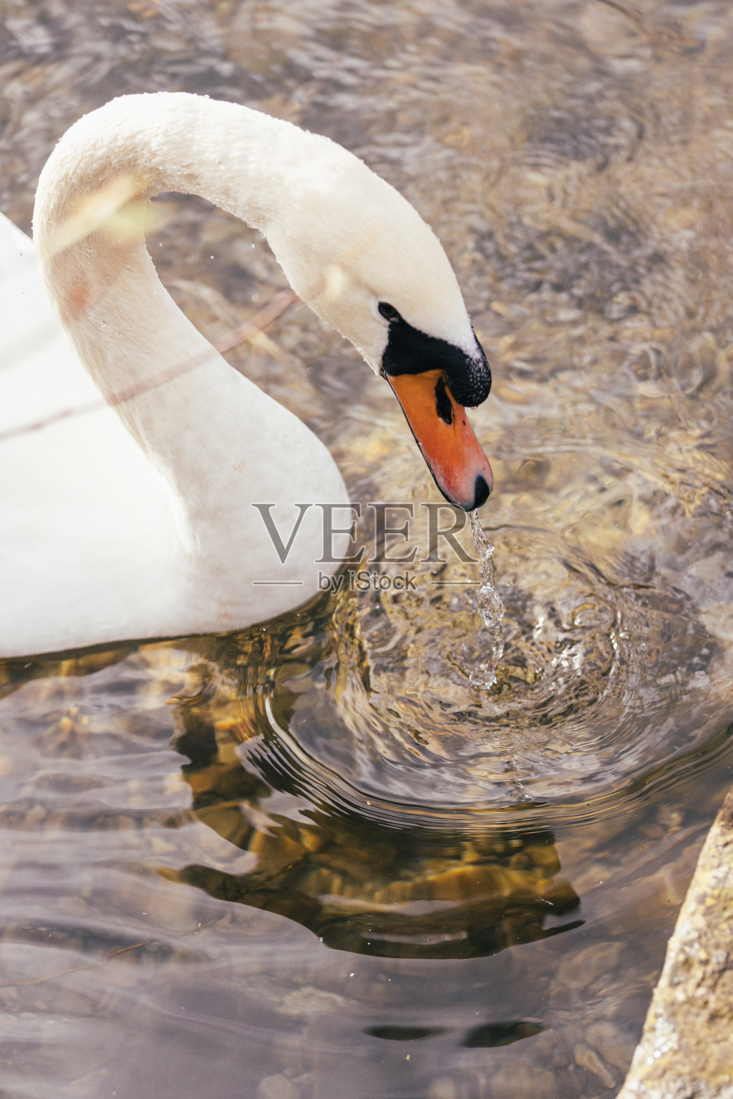 湖上的天鹅照片摄影图片